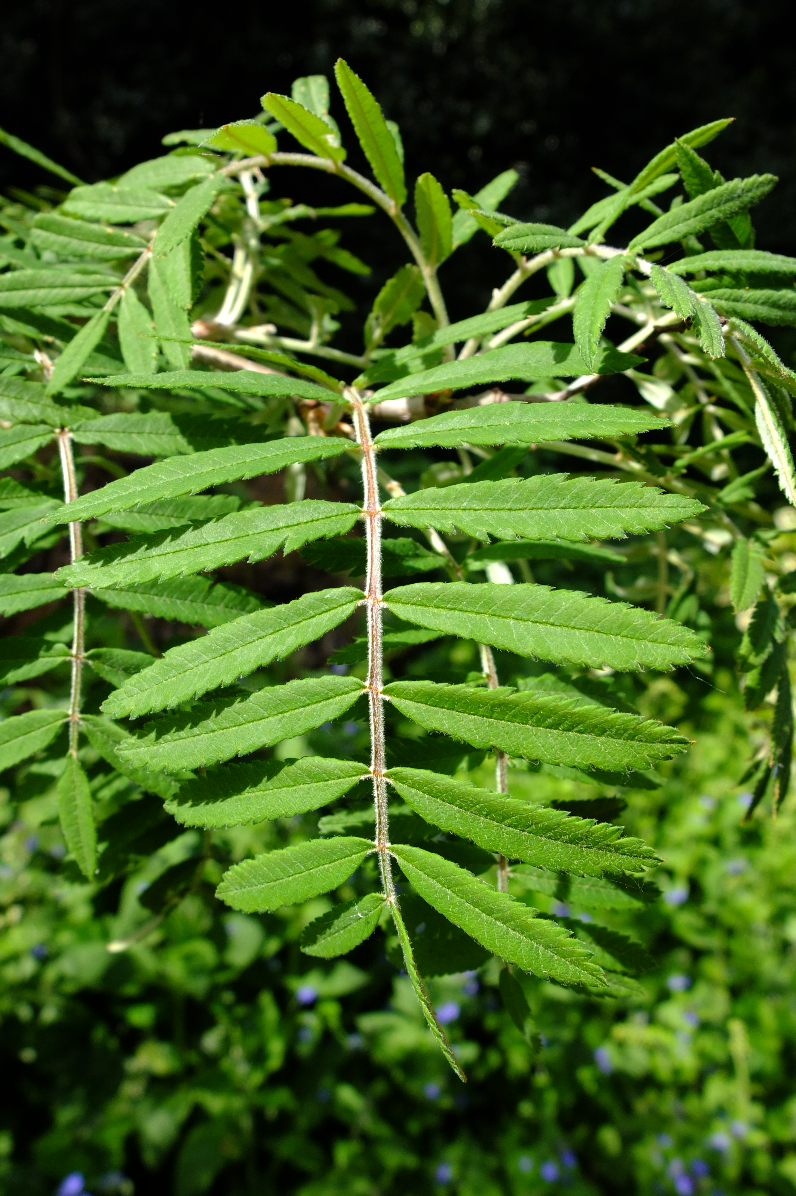 full-size image