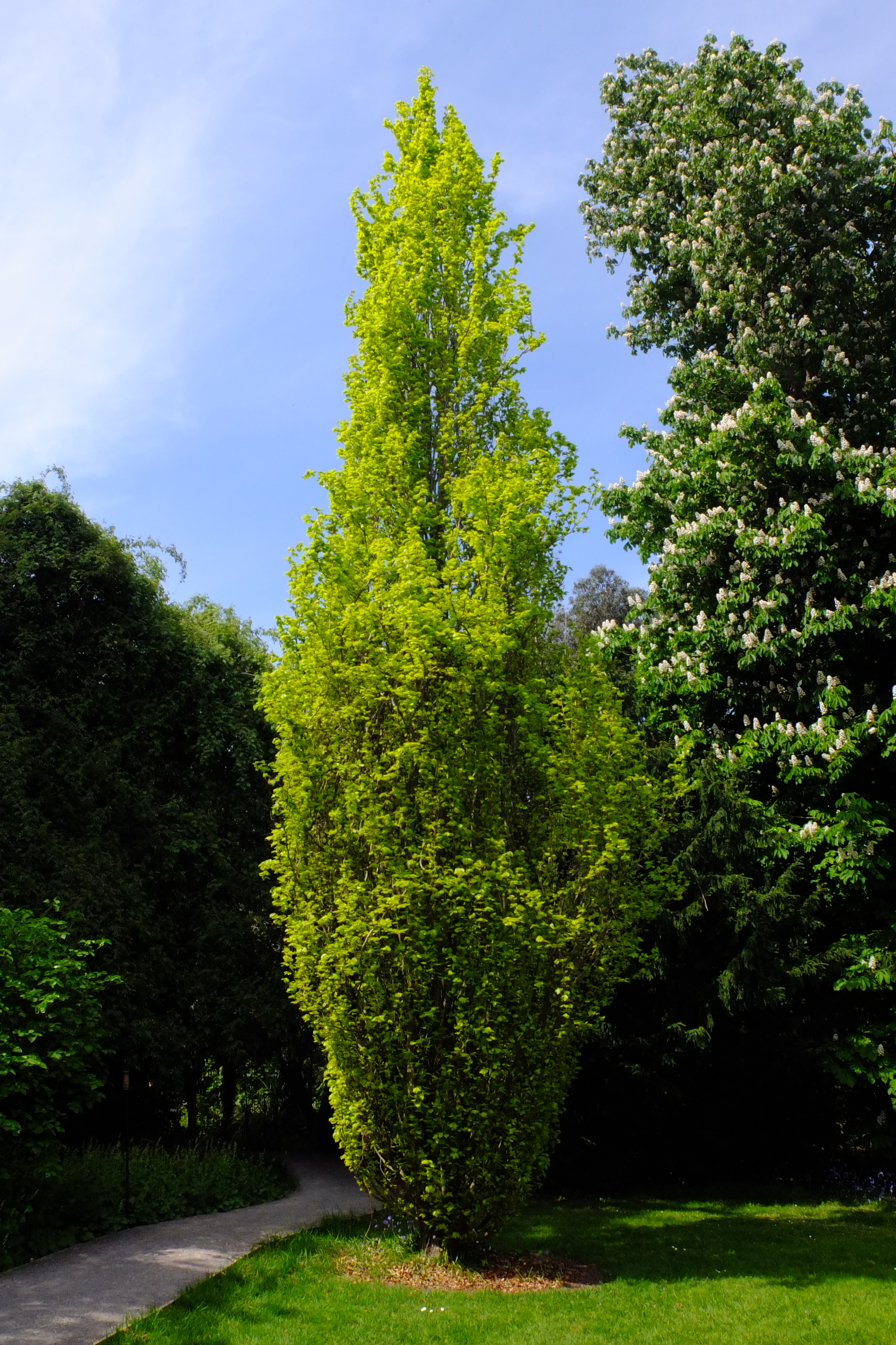 full-size image