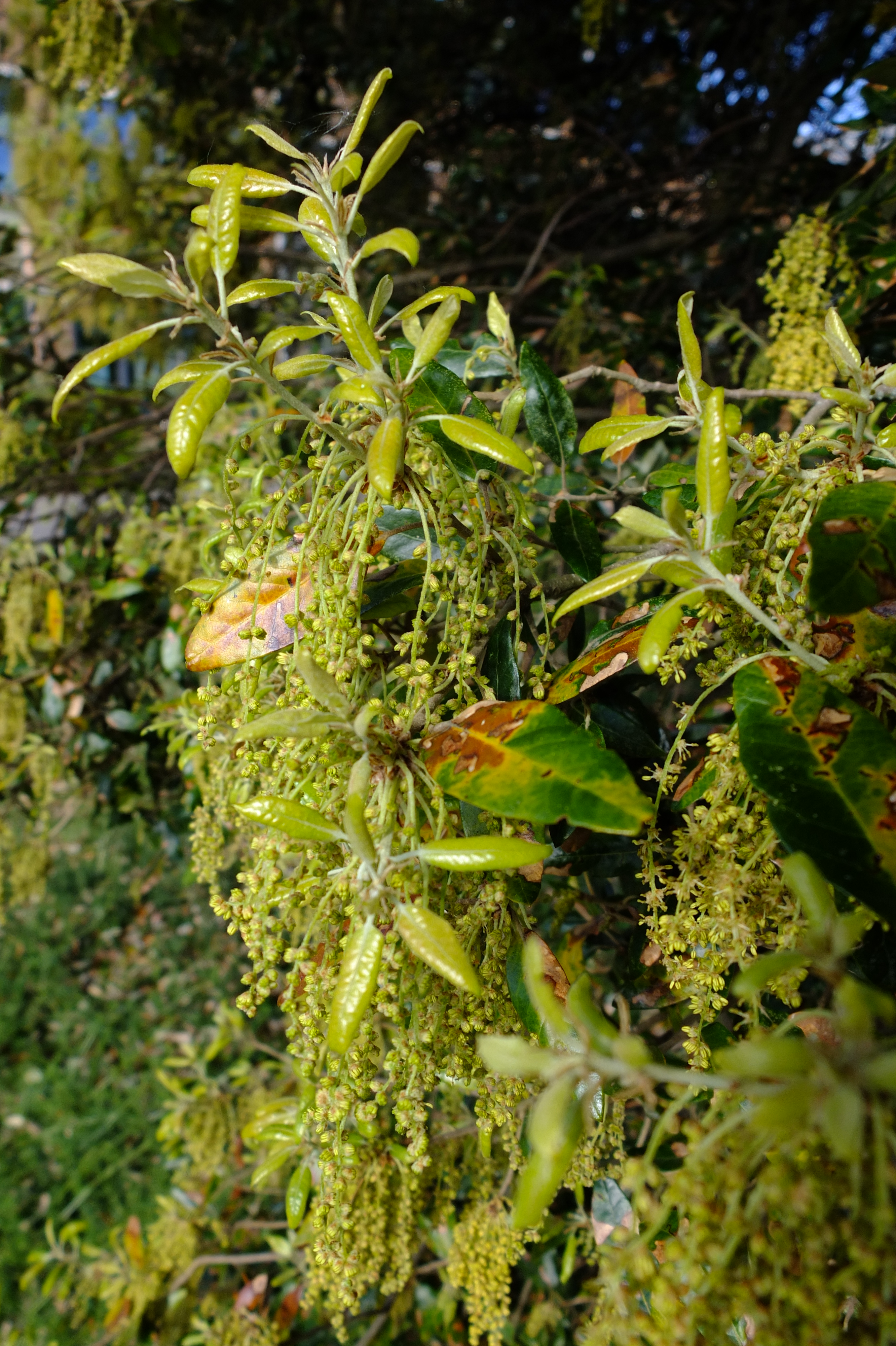 full-size image