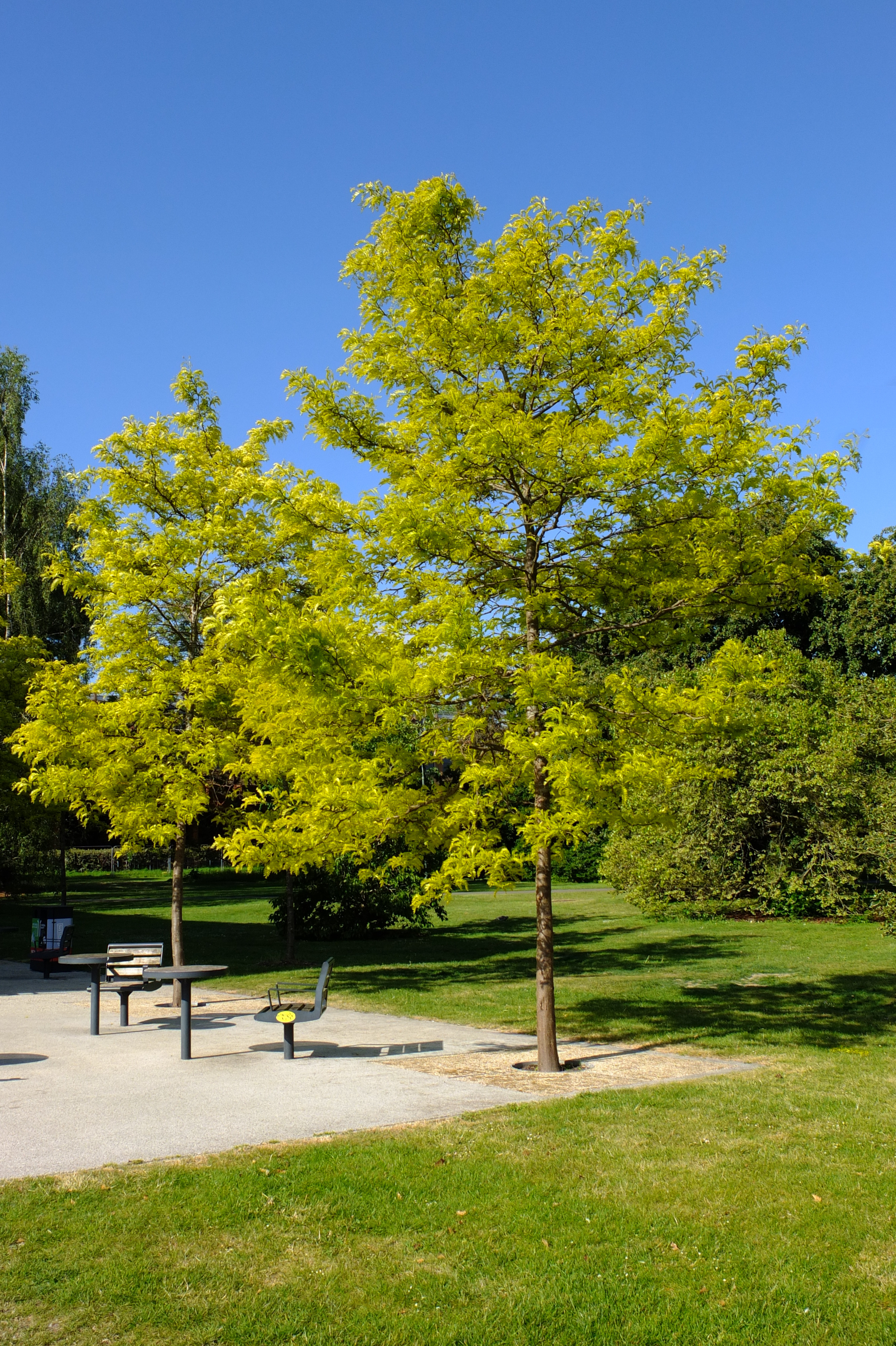 full-size image