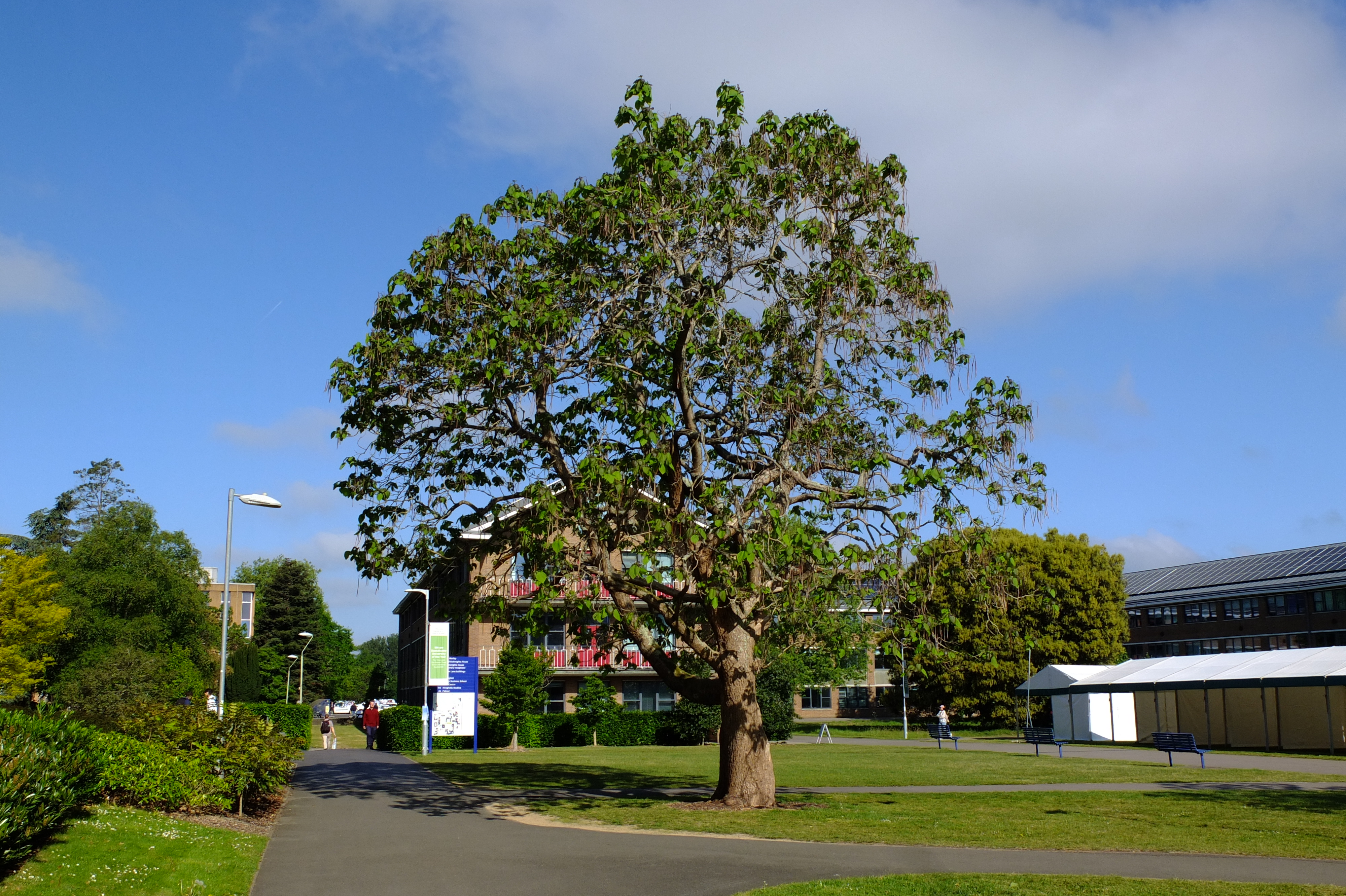 full-size image