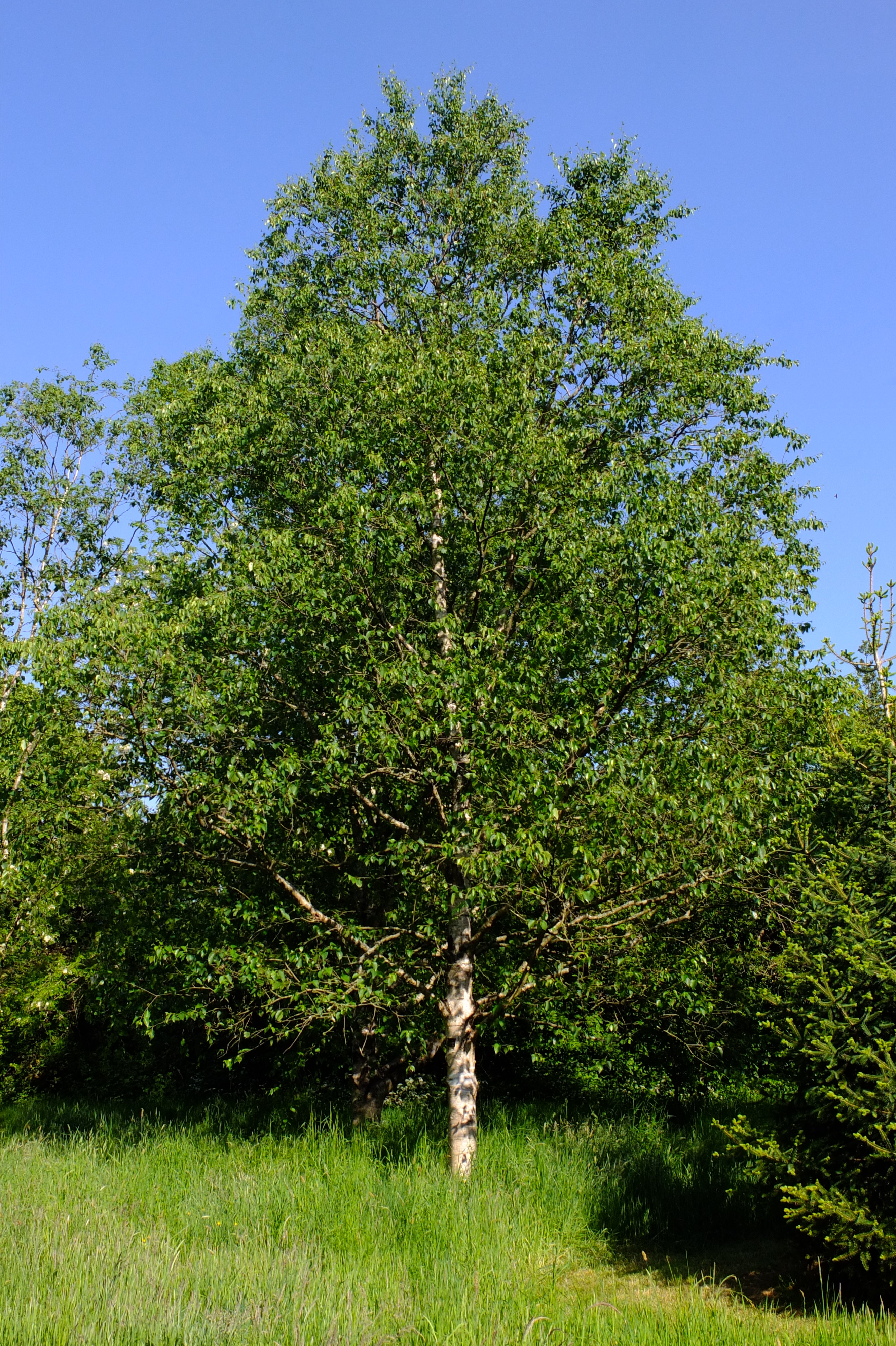 full-size image