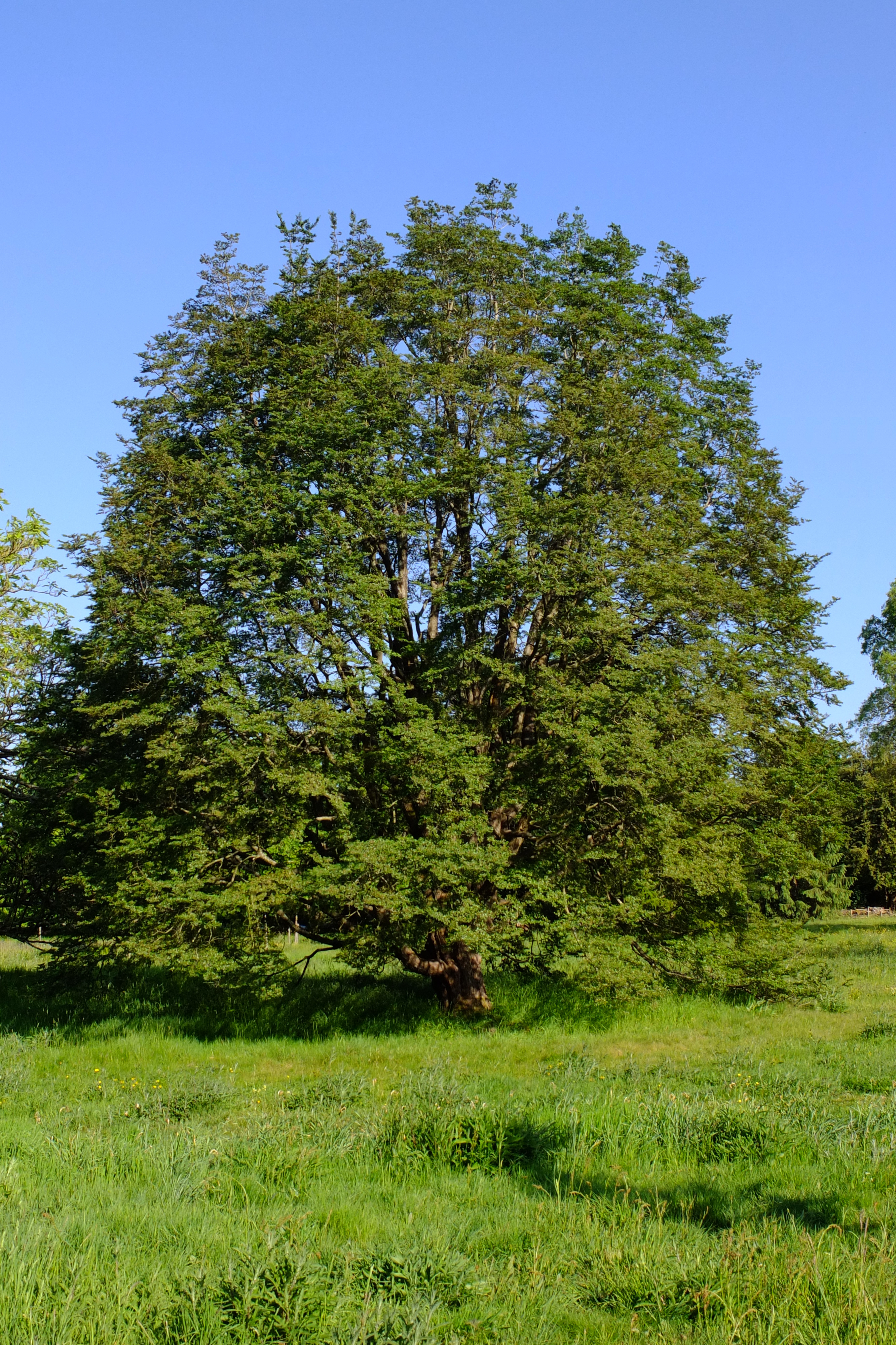 full-size image