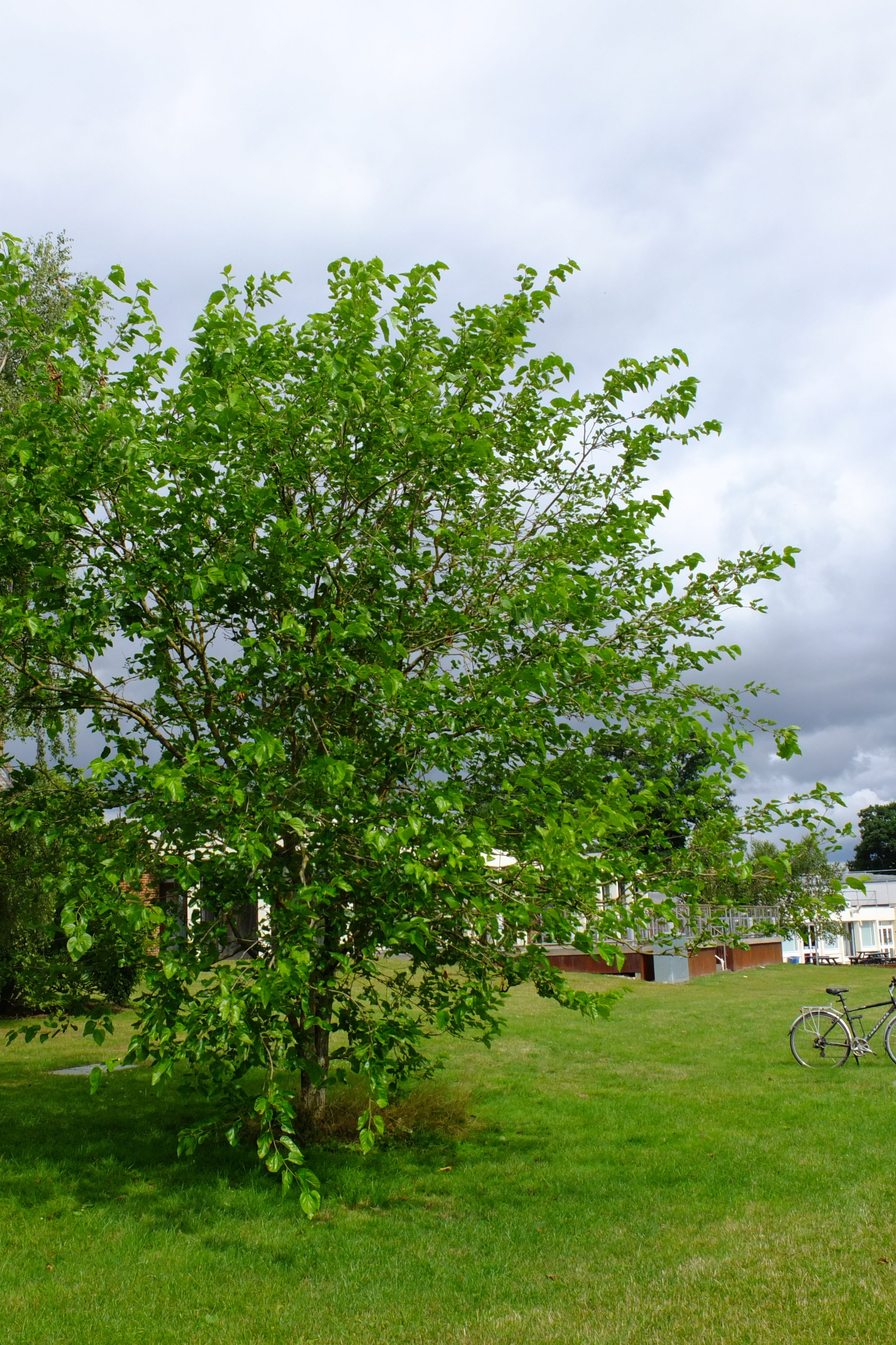 full-size image
