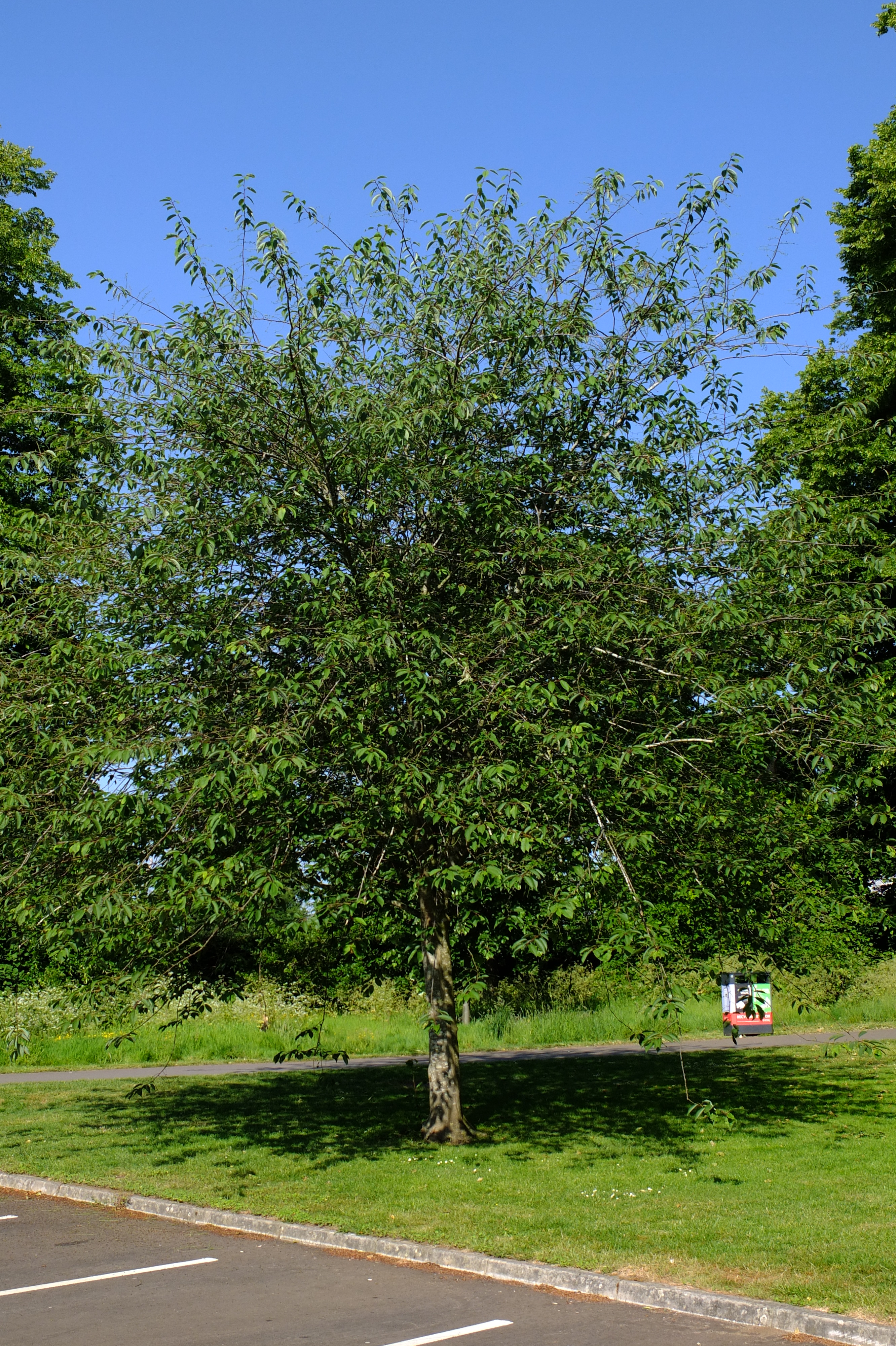 full-size image