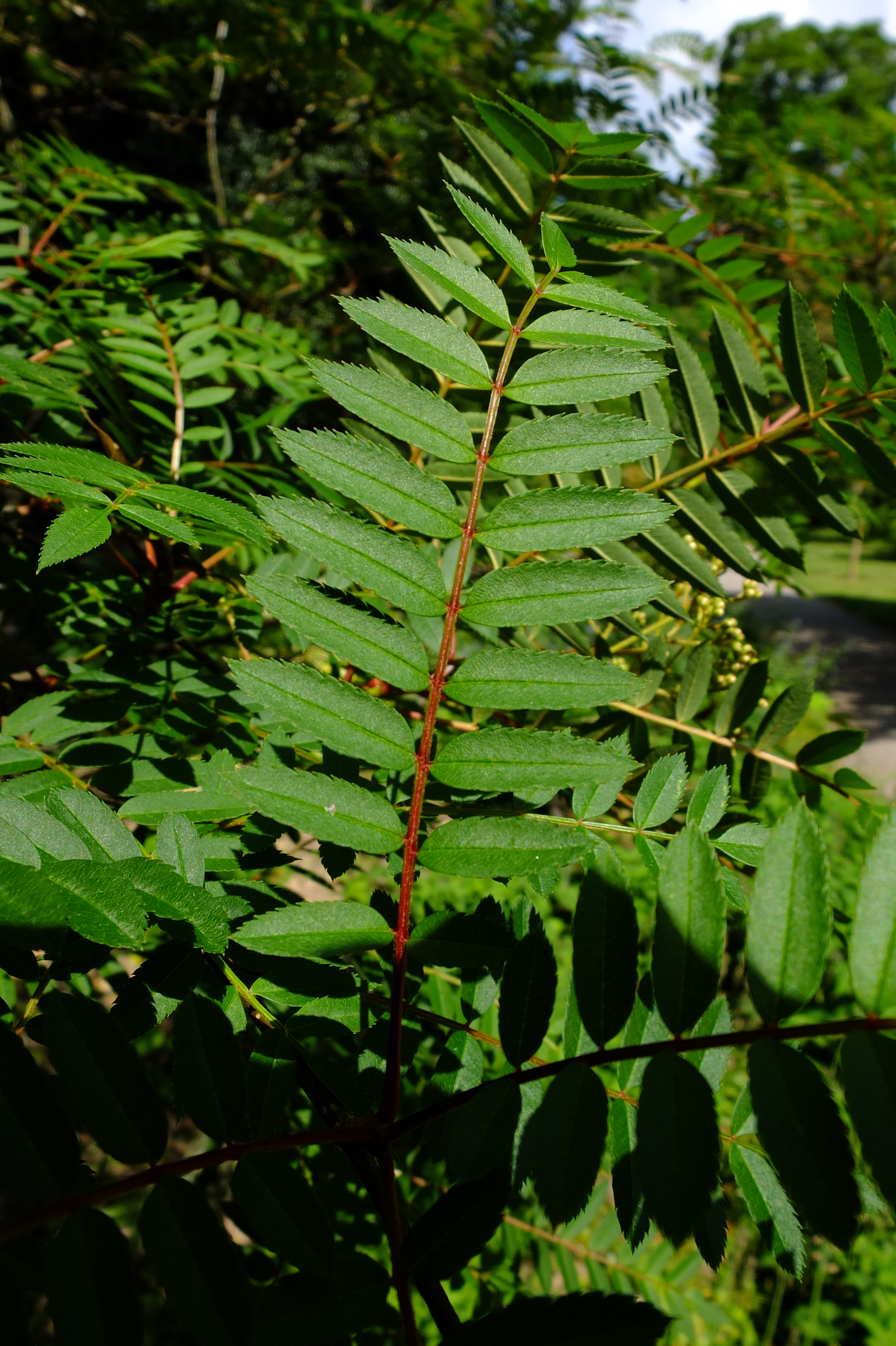 full-size image
