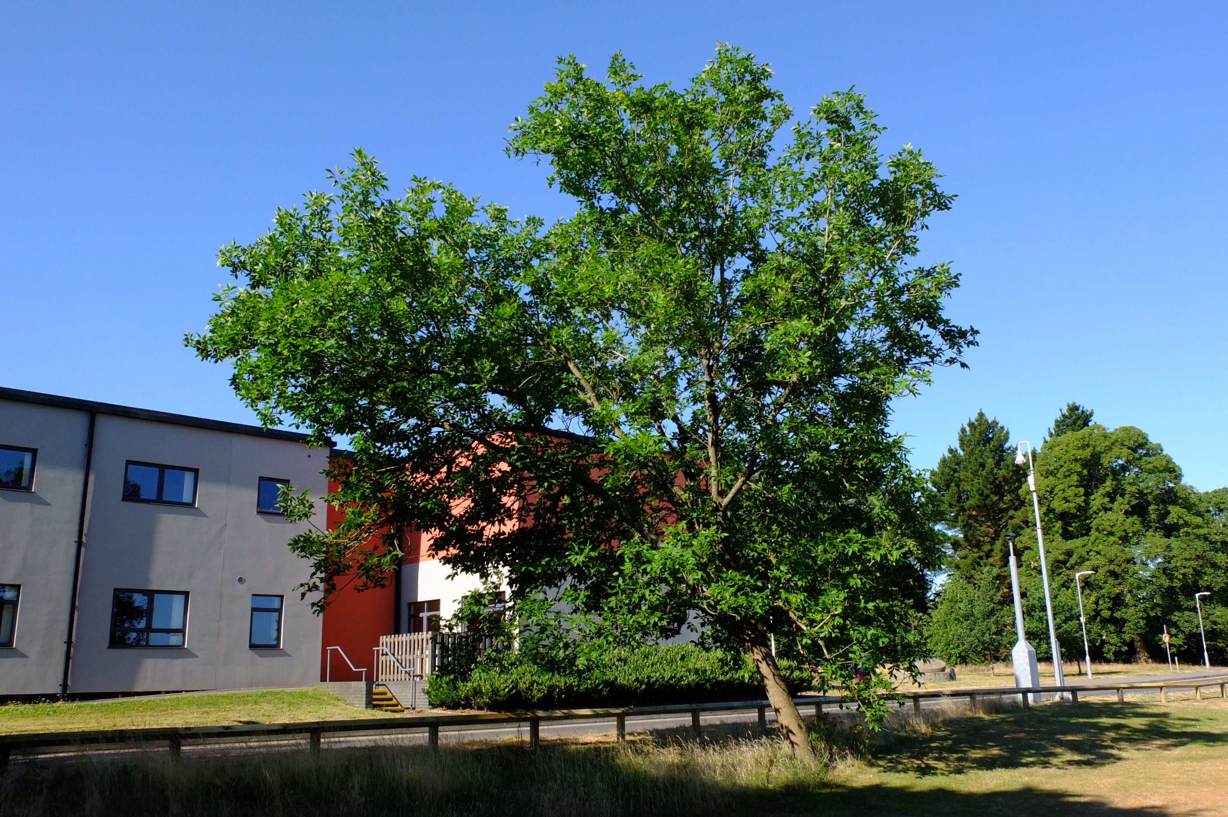 full-size image