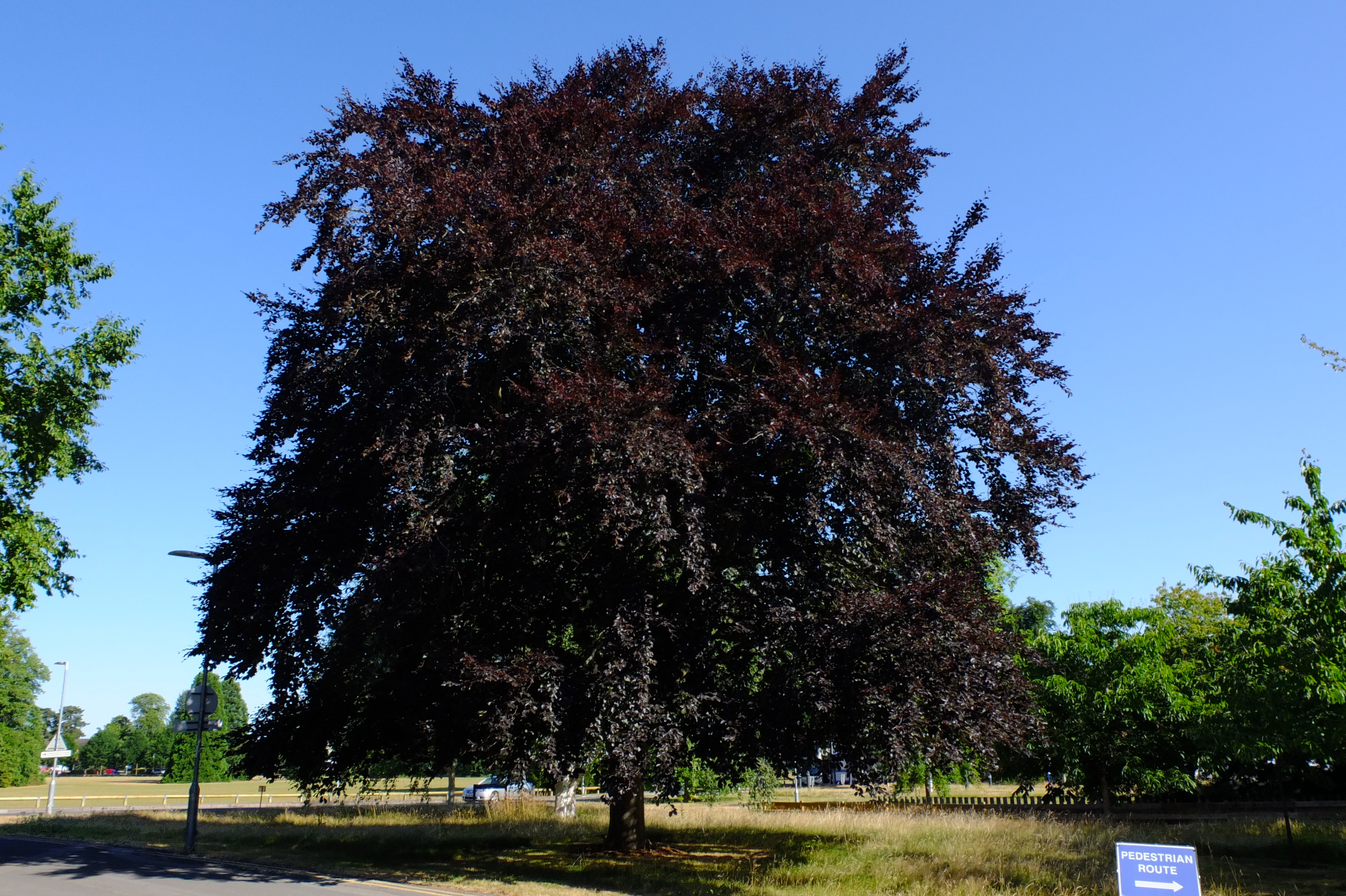 full-size image