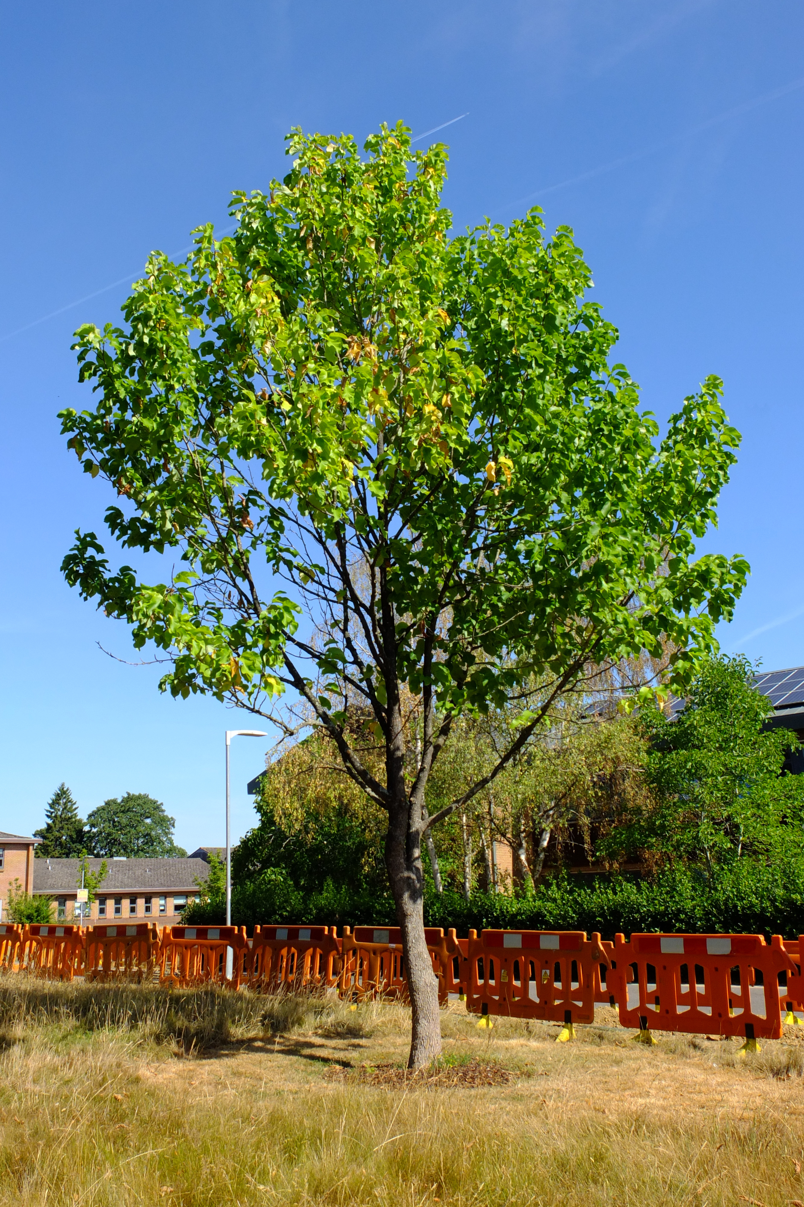 full-size image