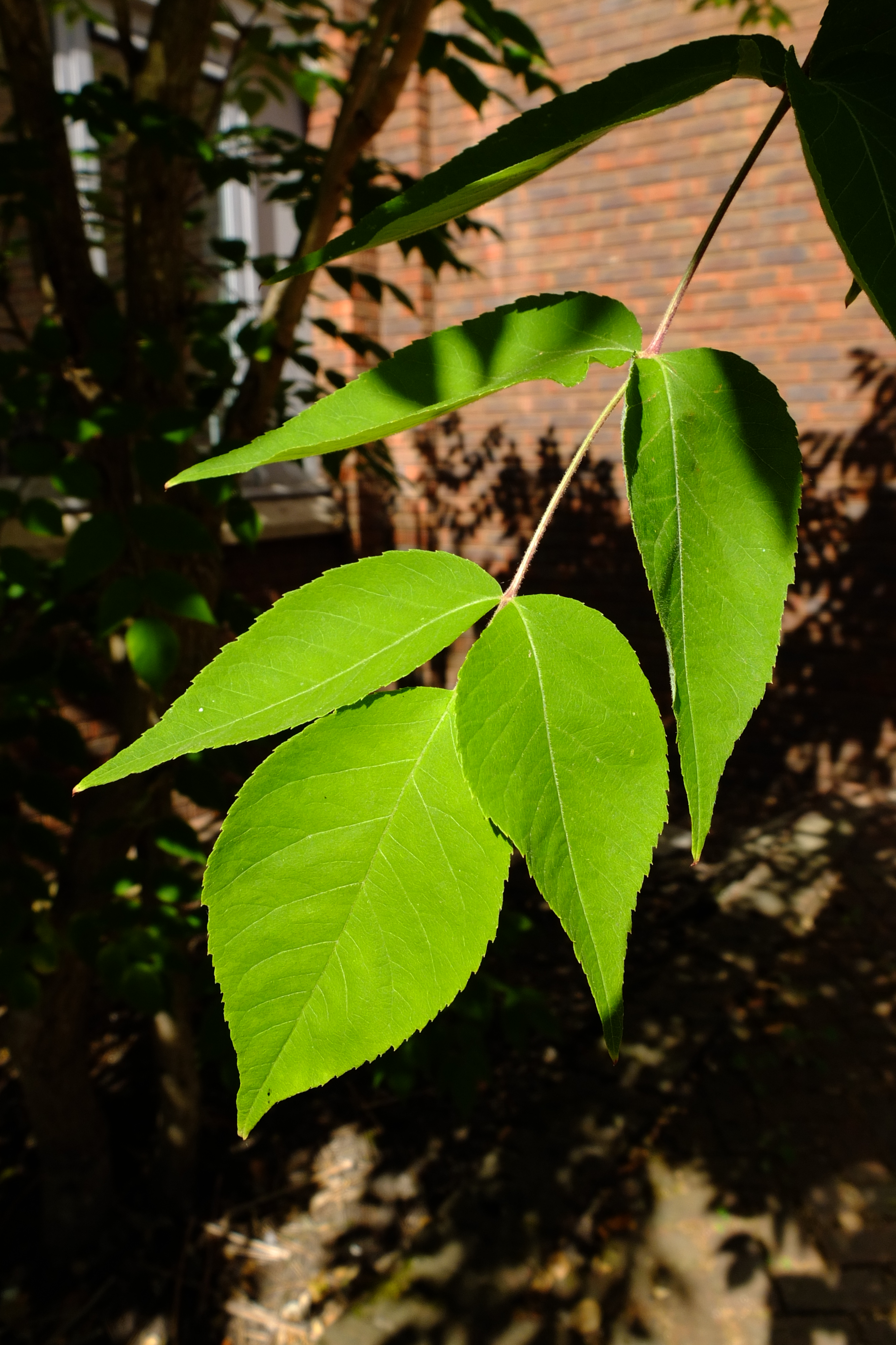 full-size image