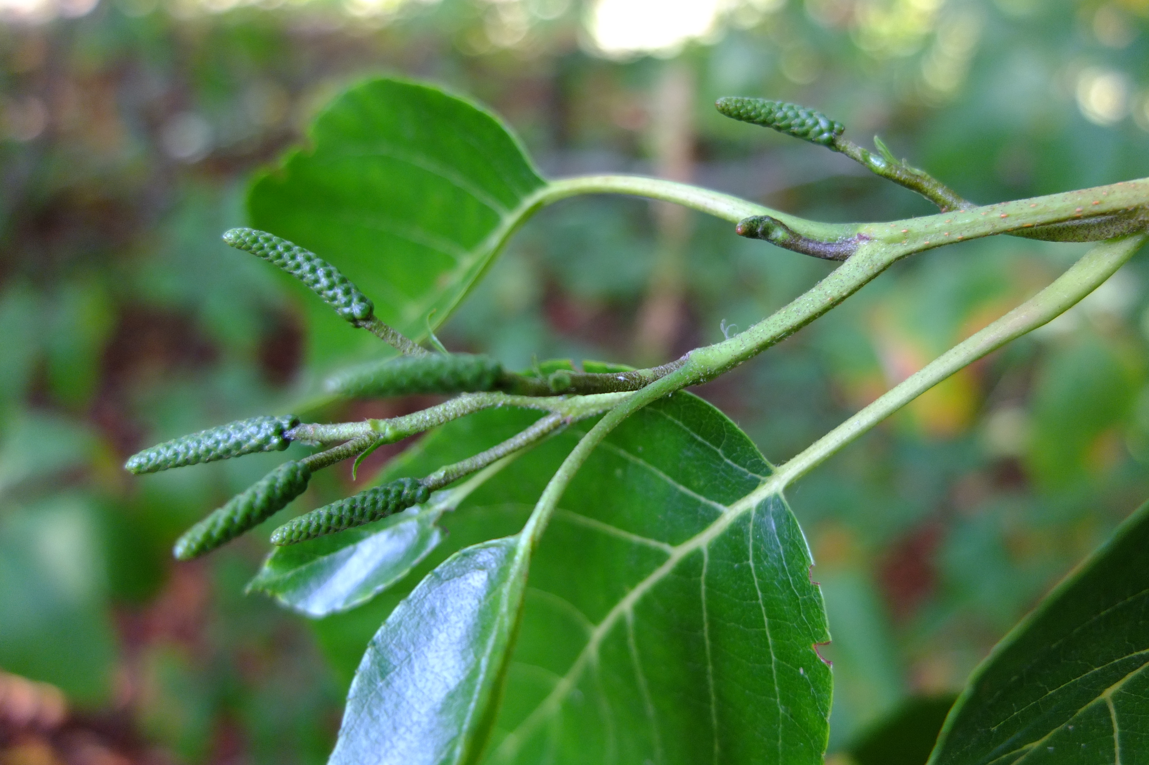 full-size image