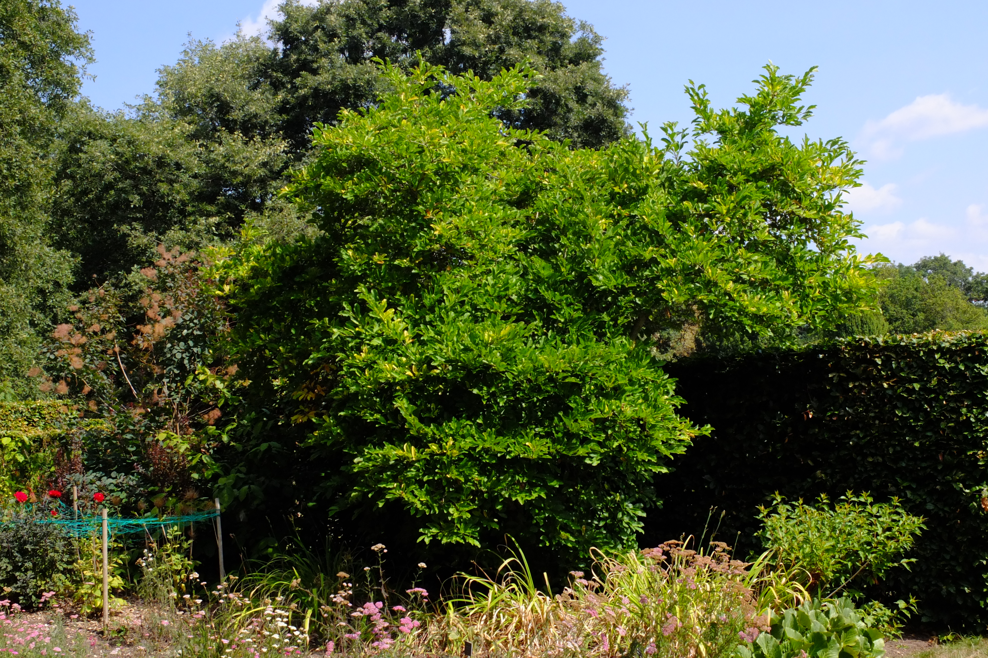 full-size image