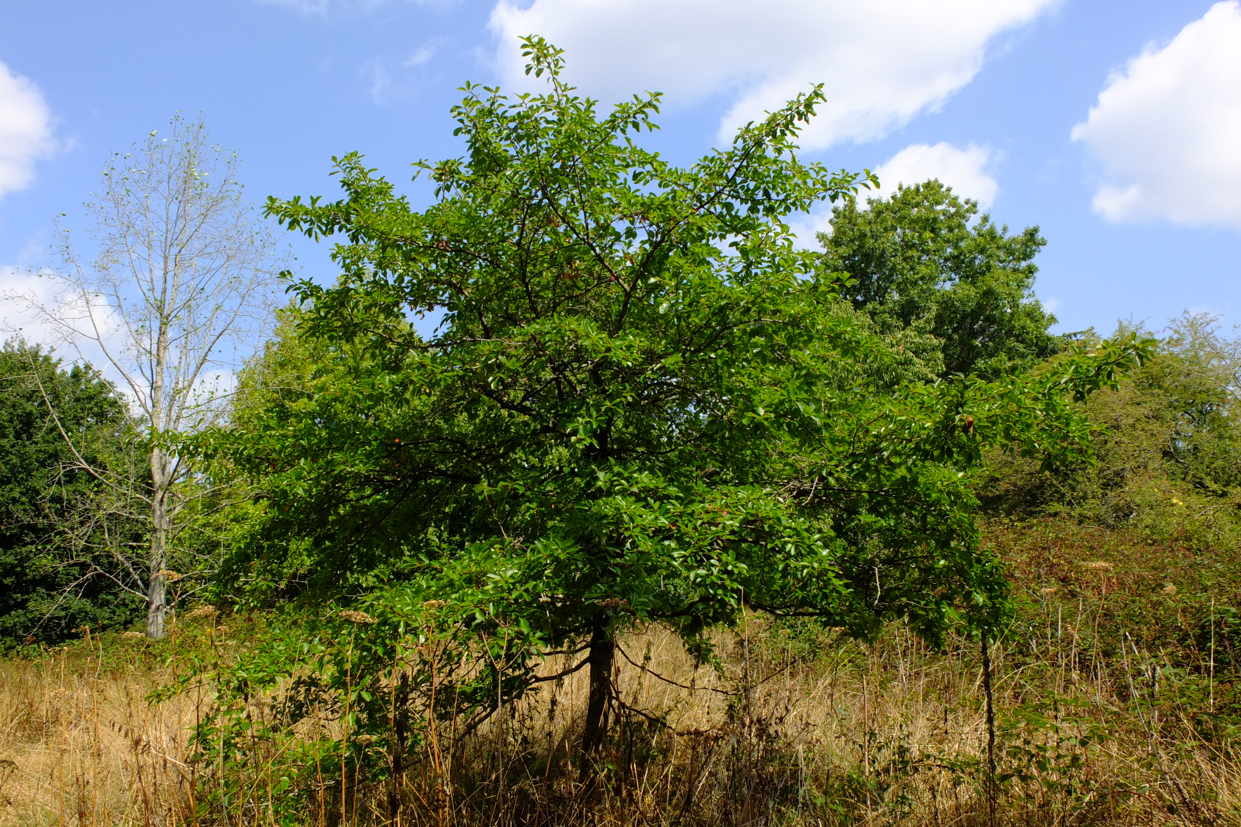 full-size image