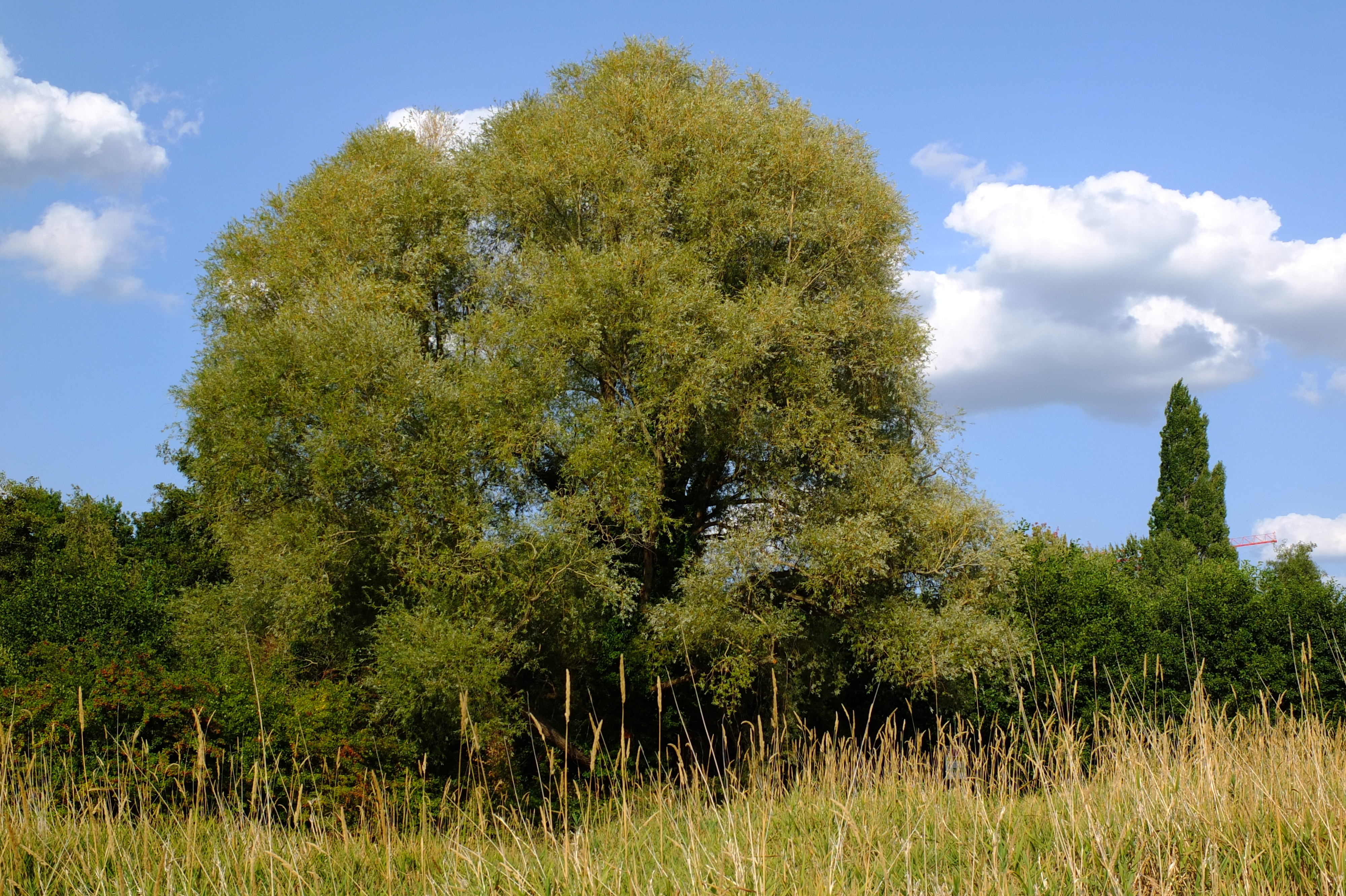 full-size image