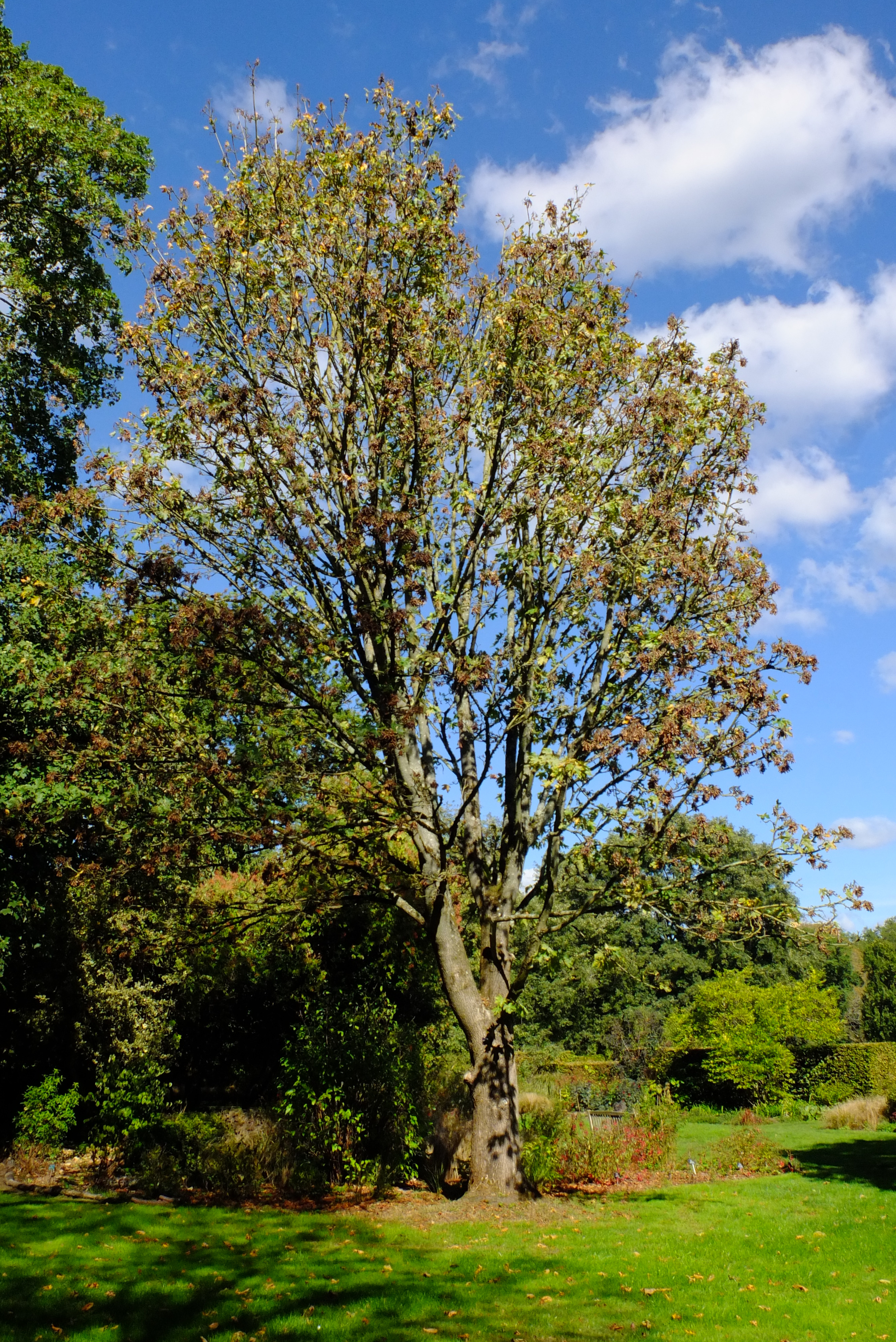 full-size image