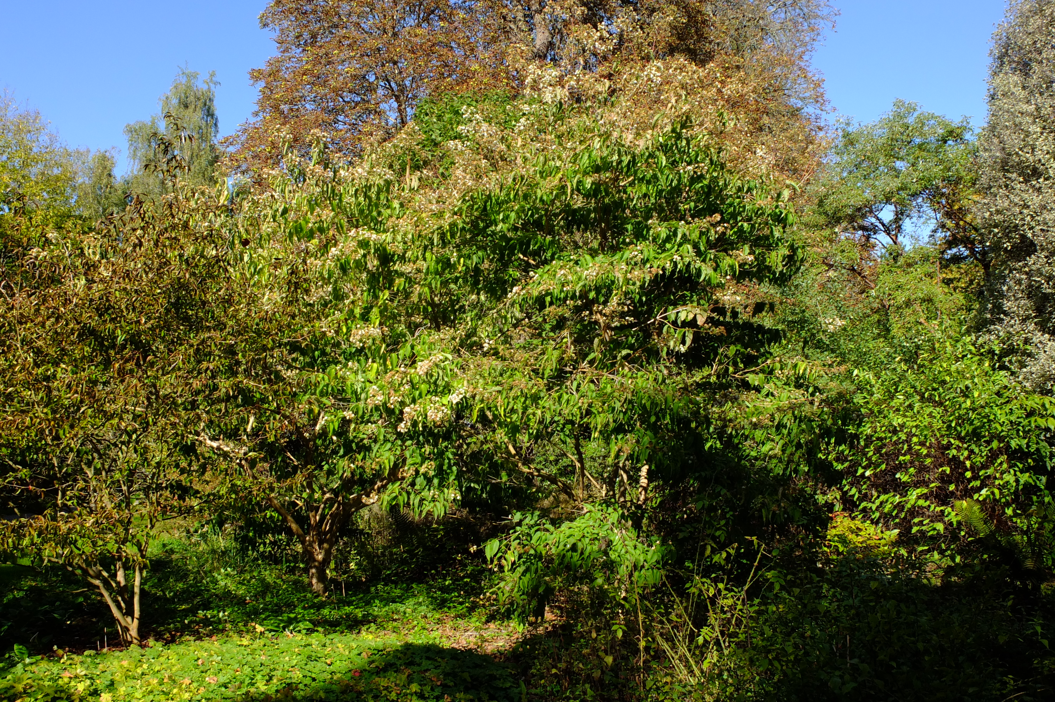 full-size image