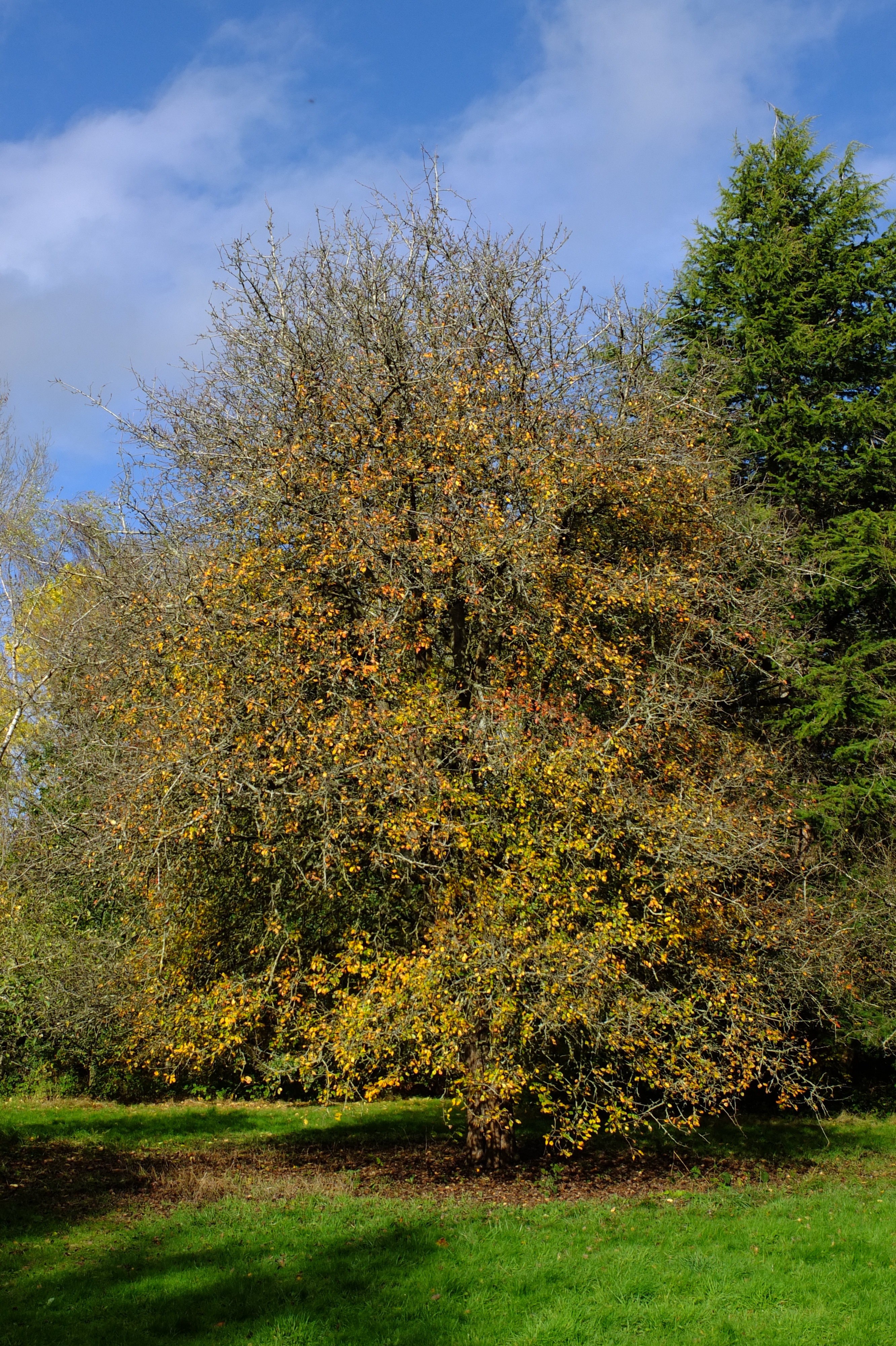 full-size image