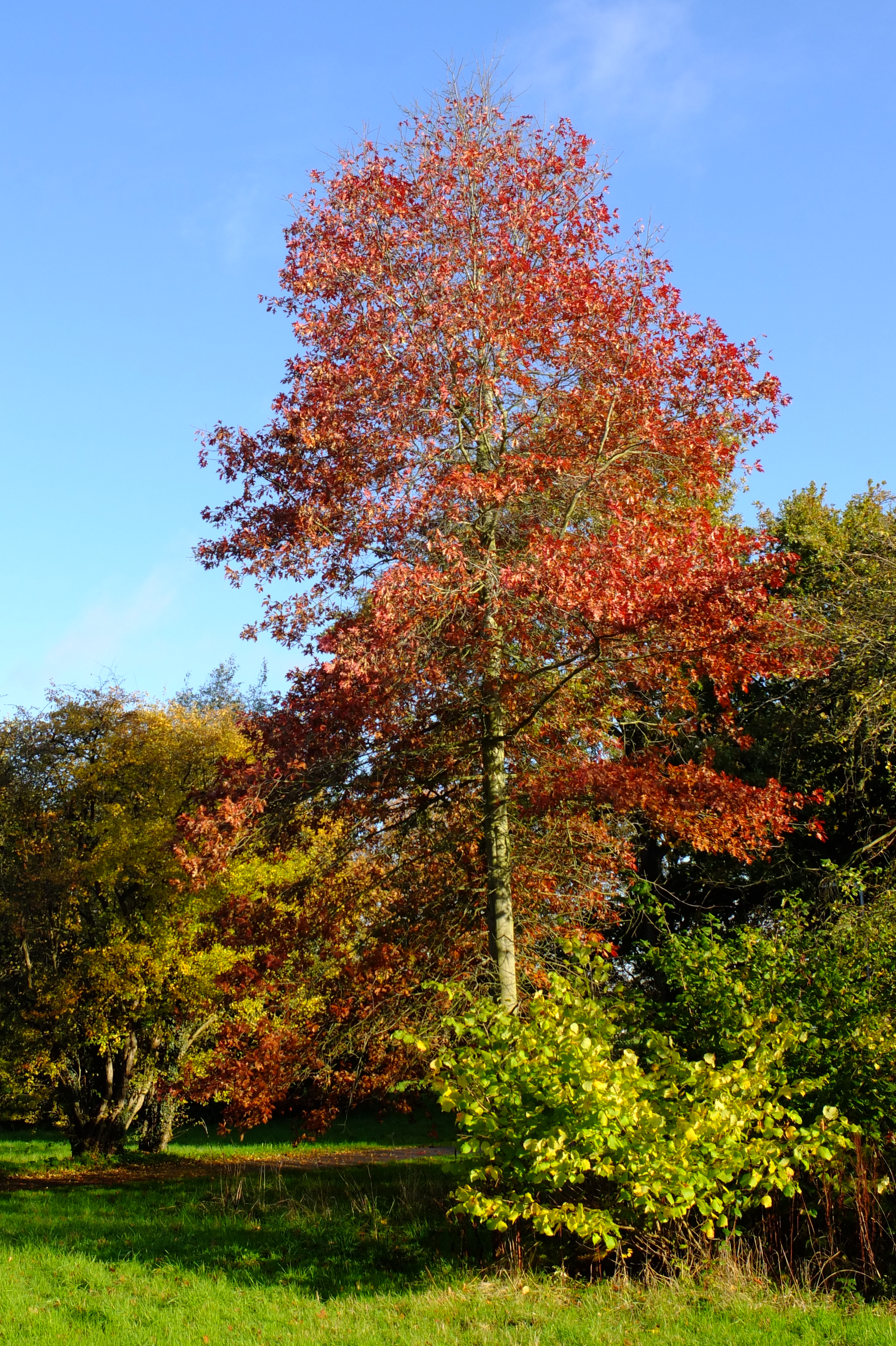 full-size image
