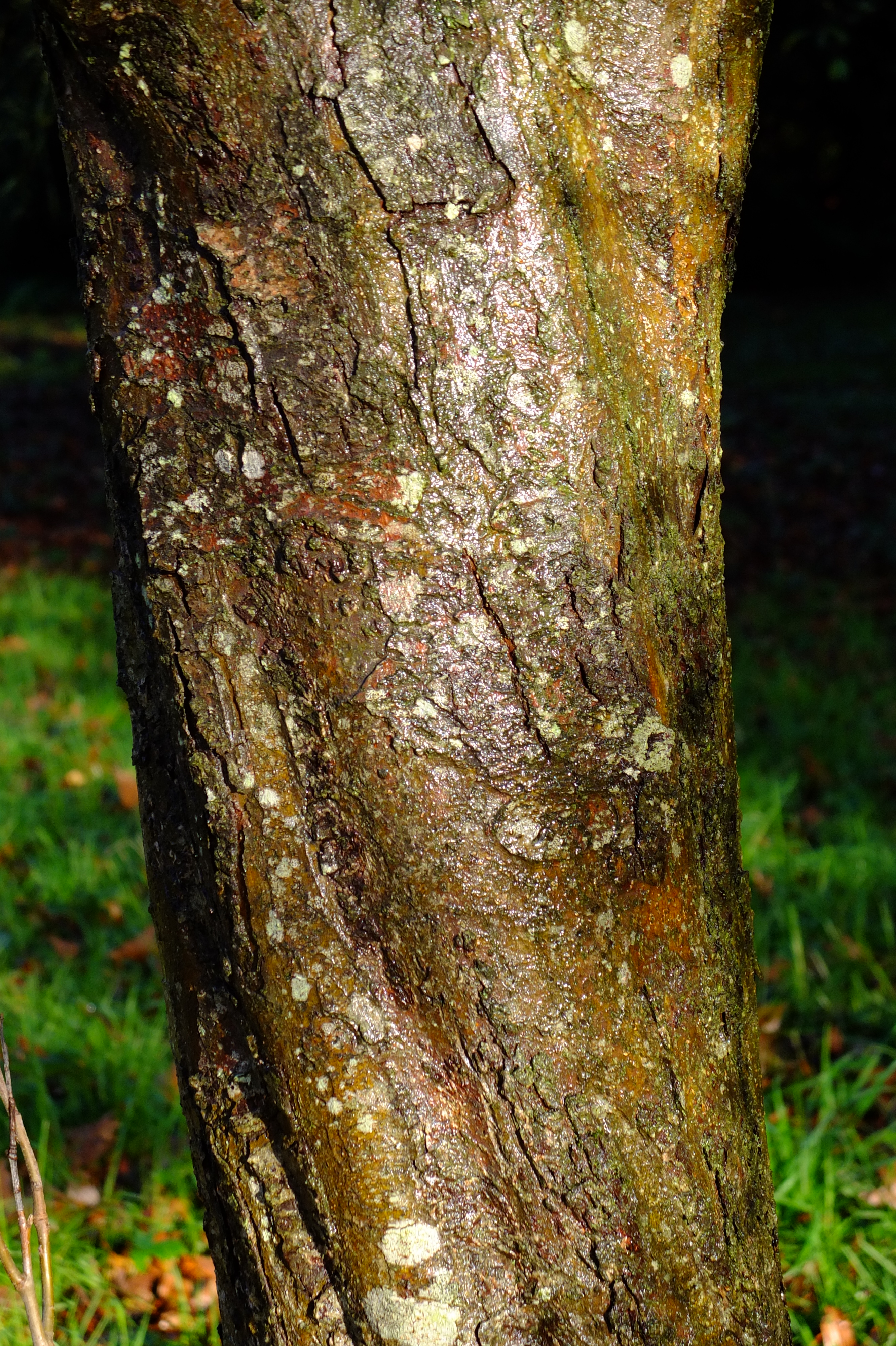 full-size image