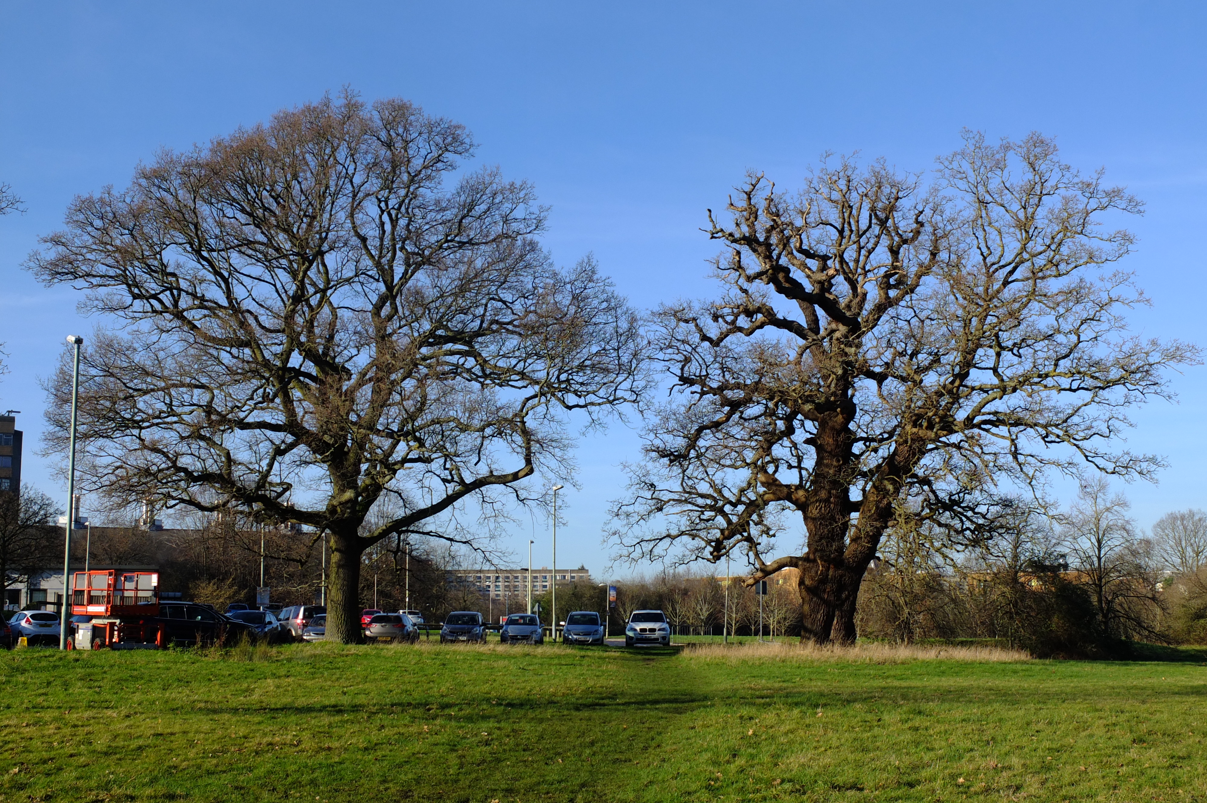 full-size image