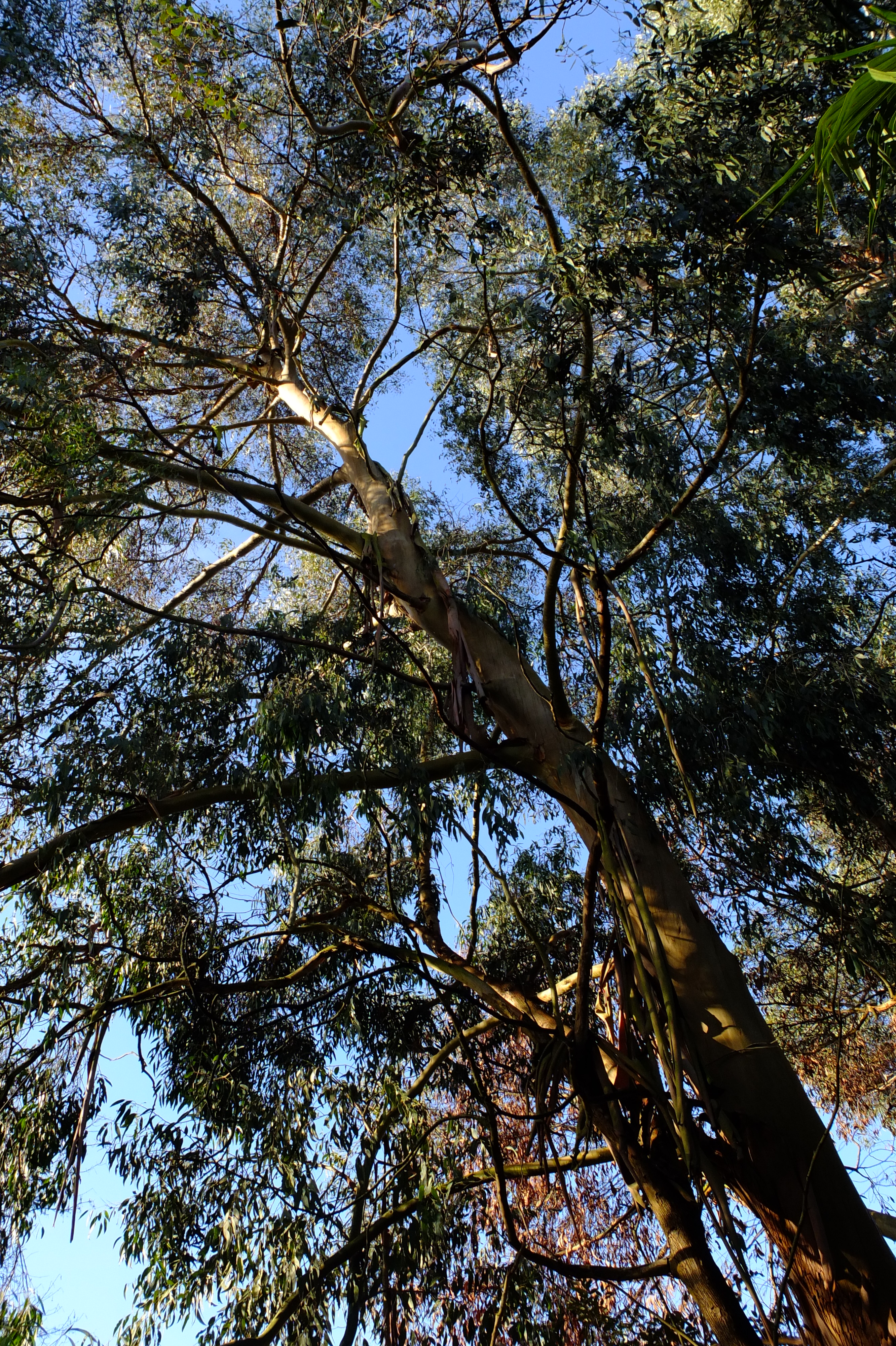 full-size image