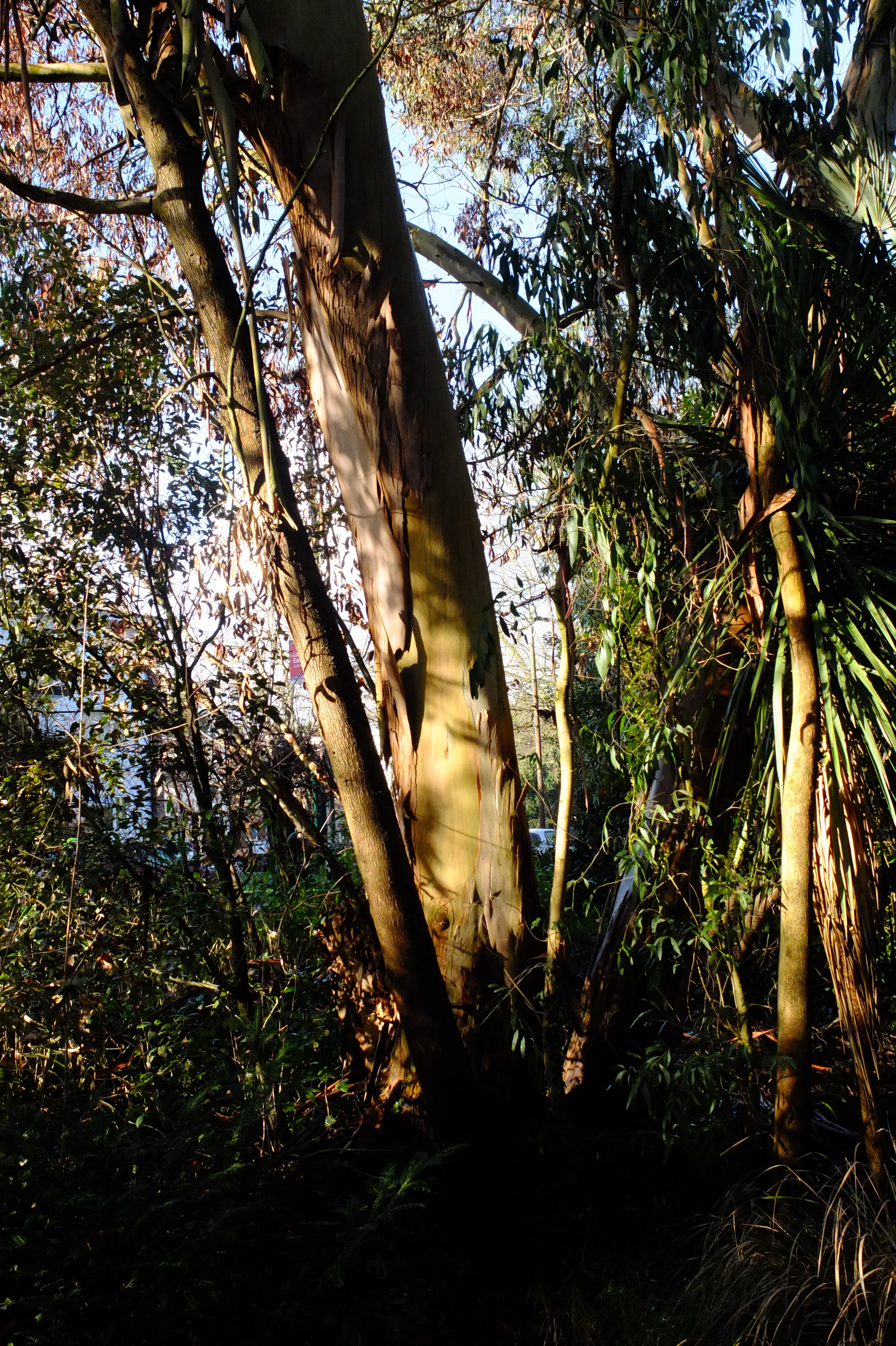 full-size image