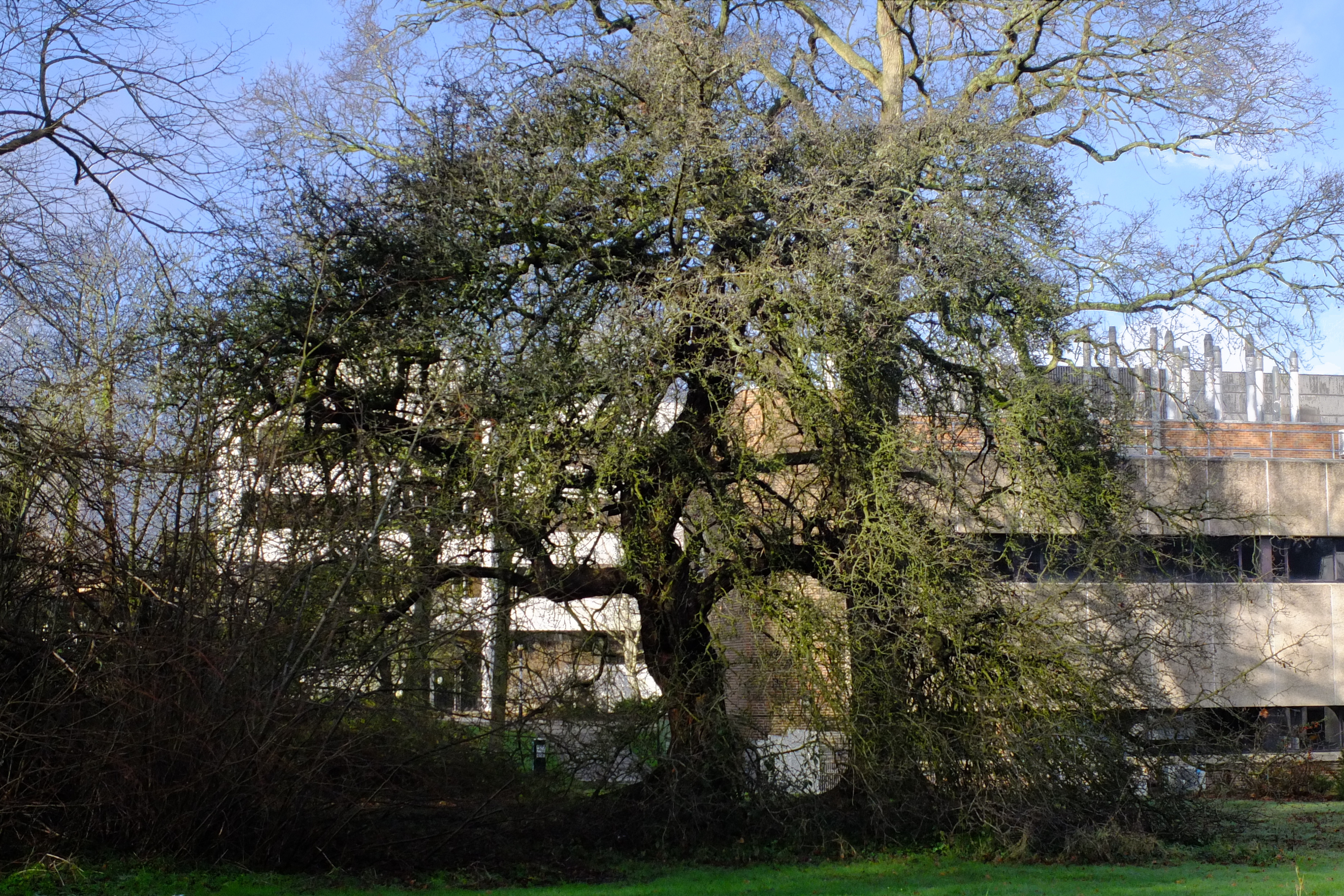 full-size image