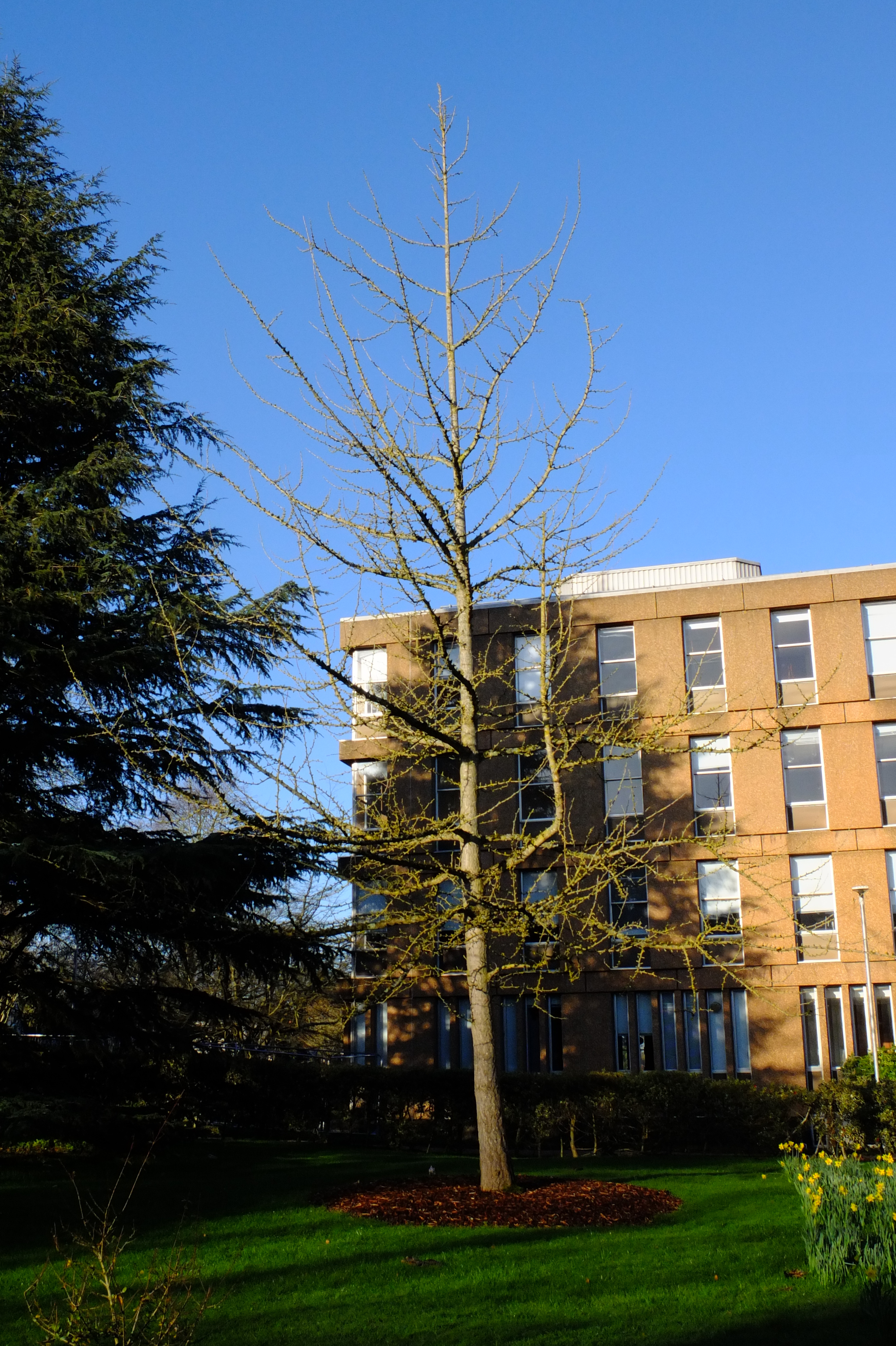 full-size image