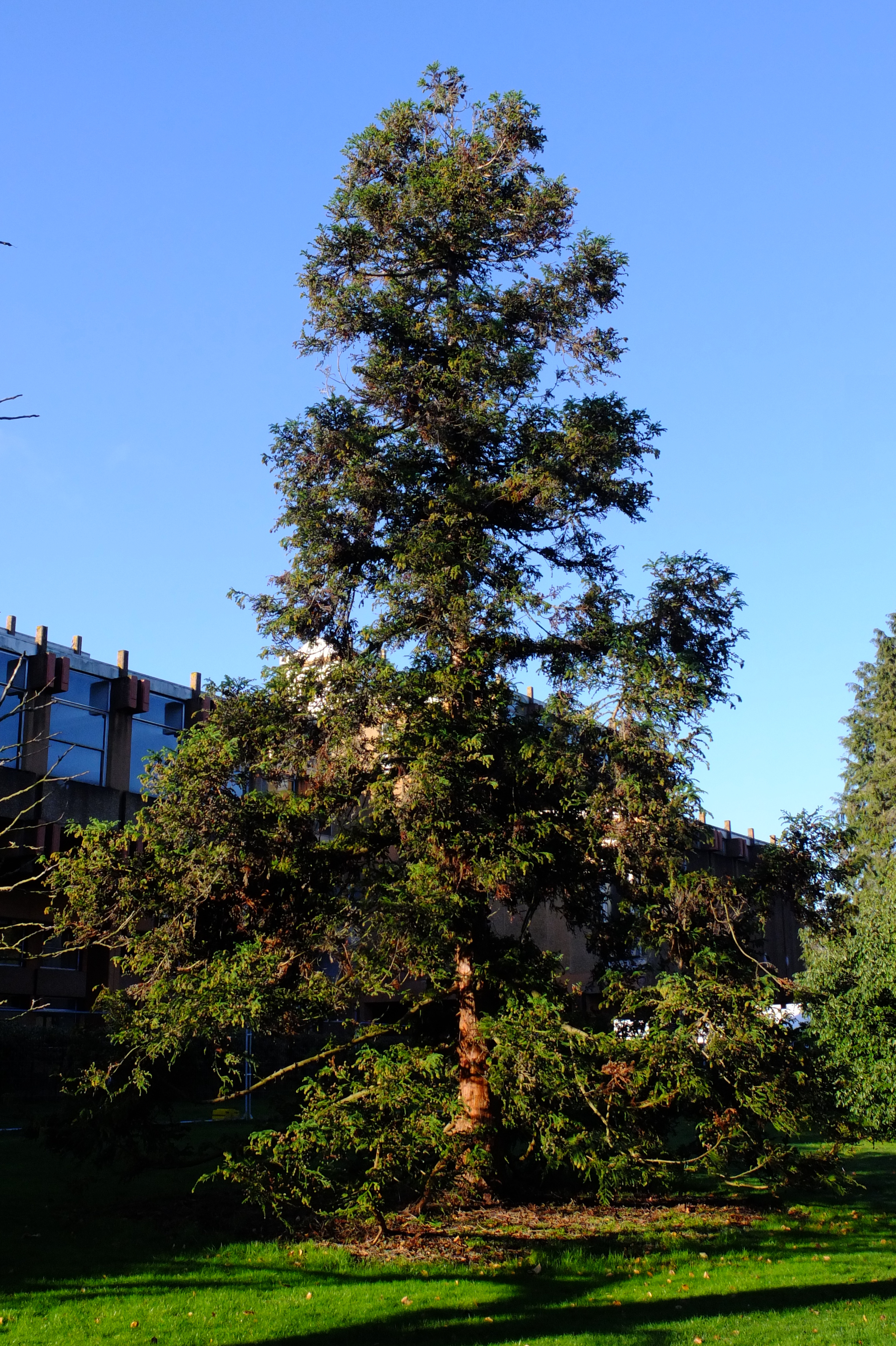 full-size image