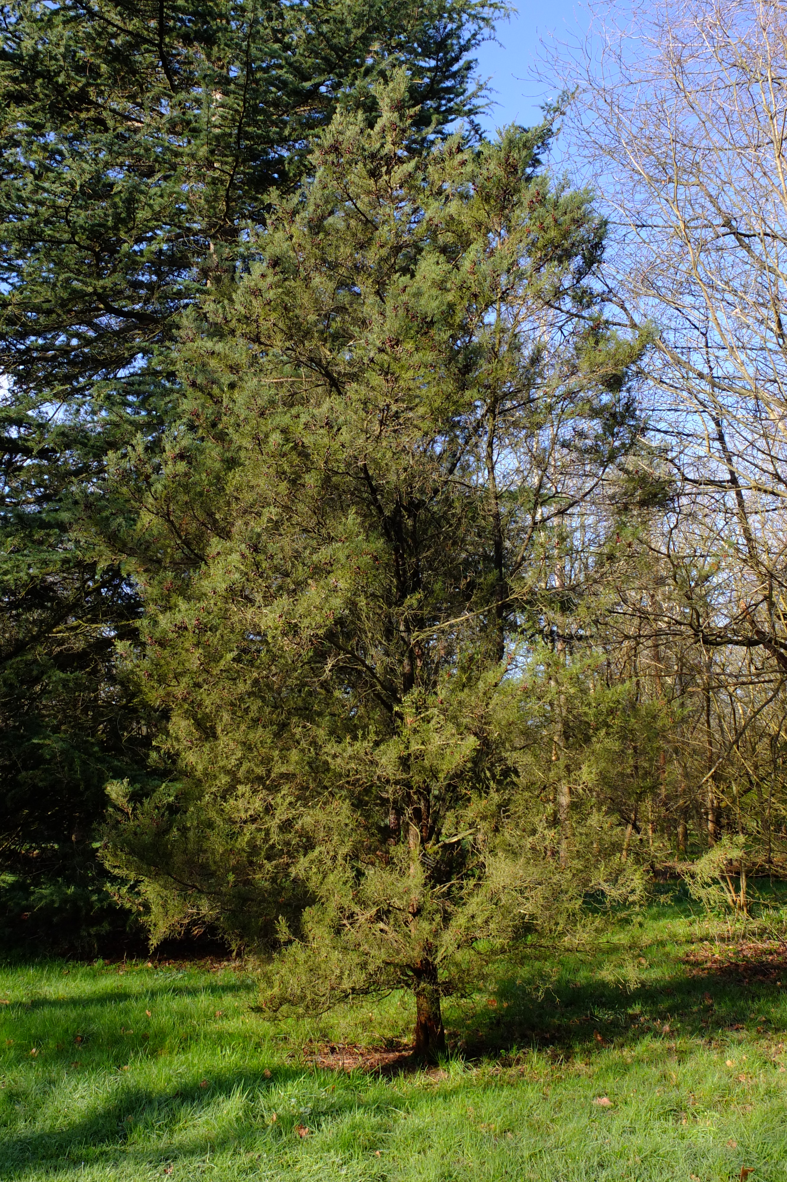 full-size image