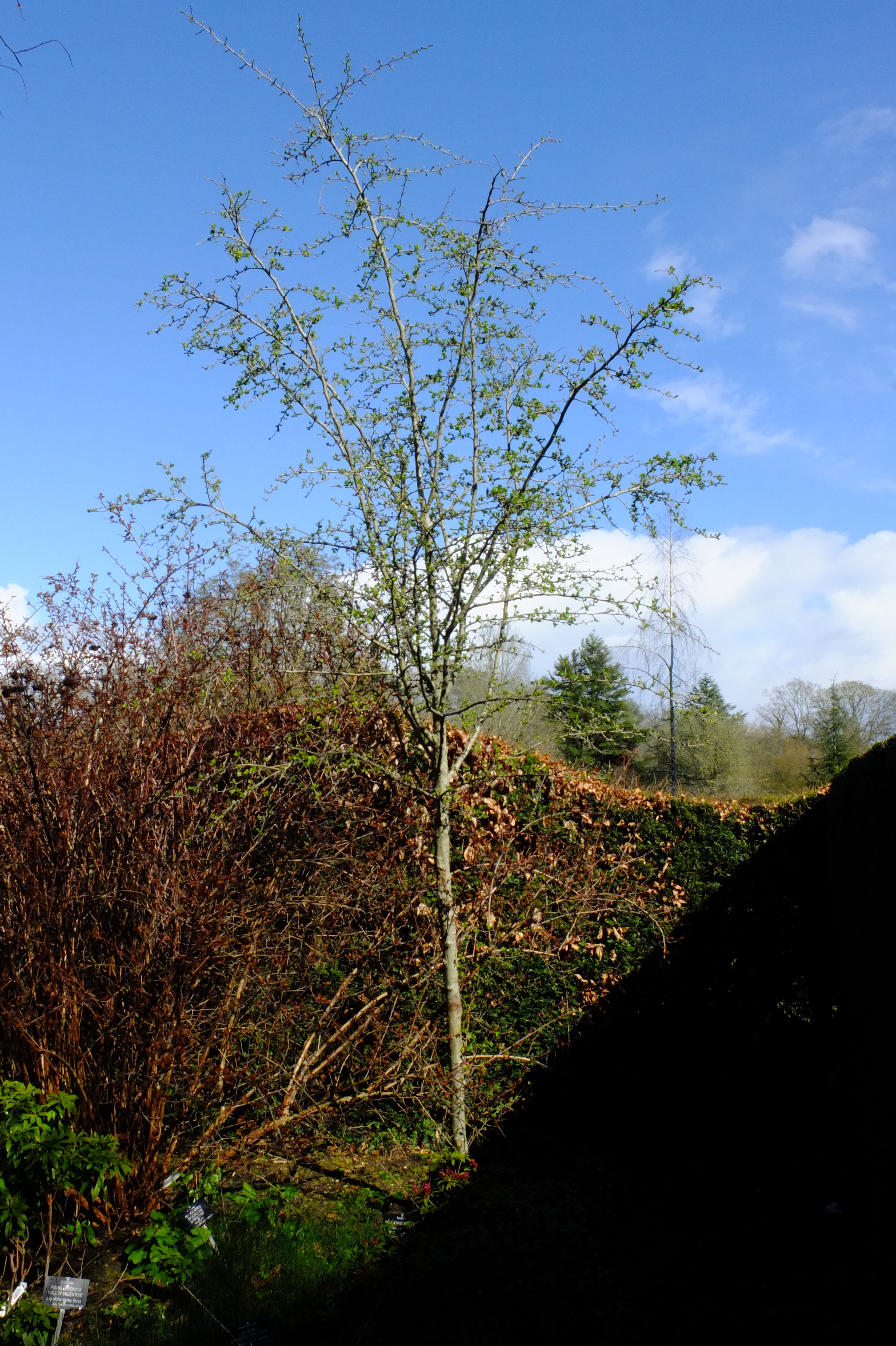 full-size image