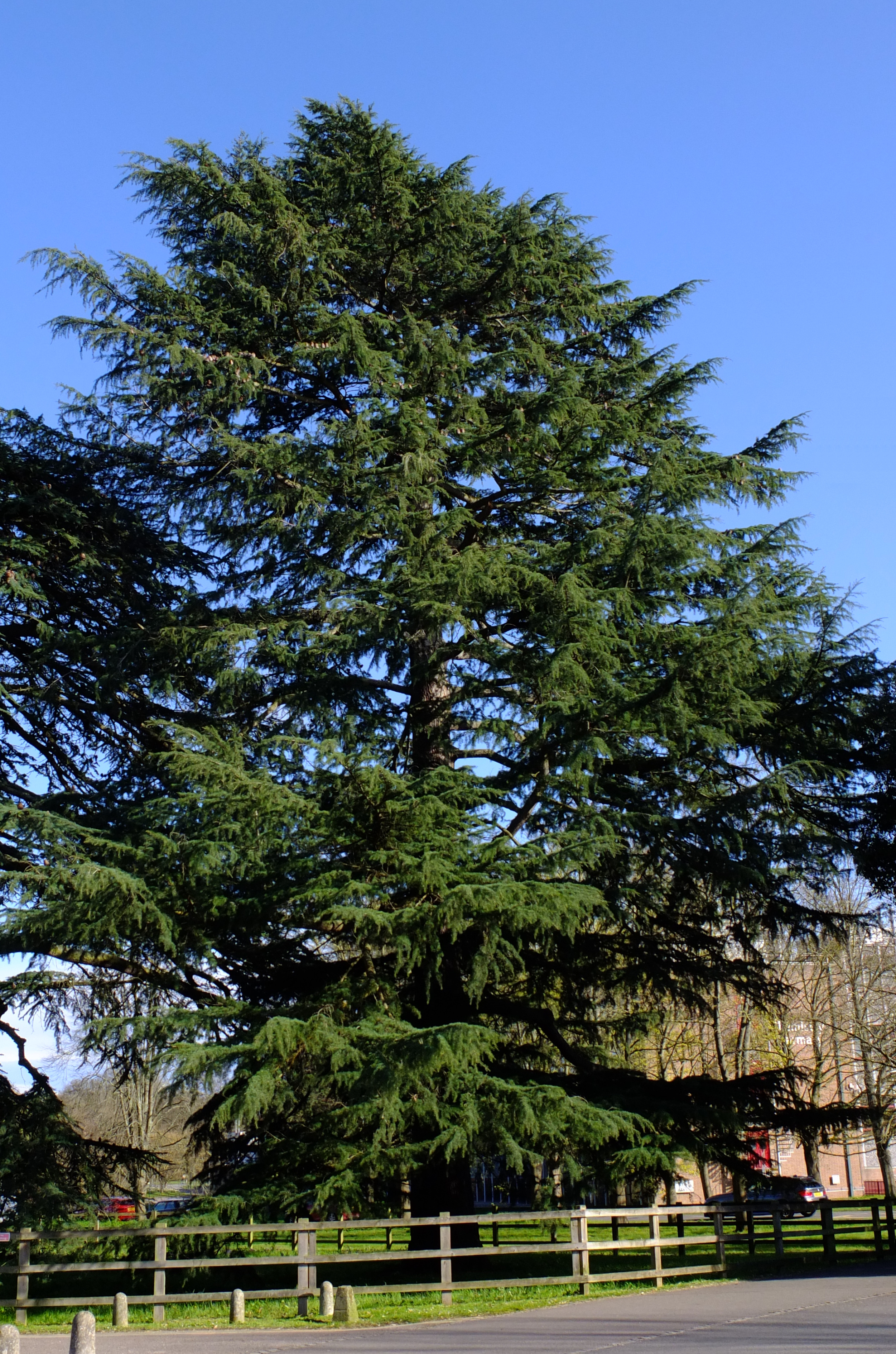 full-size image