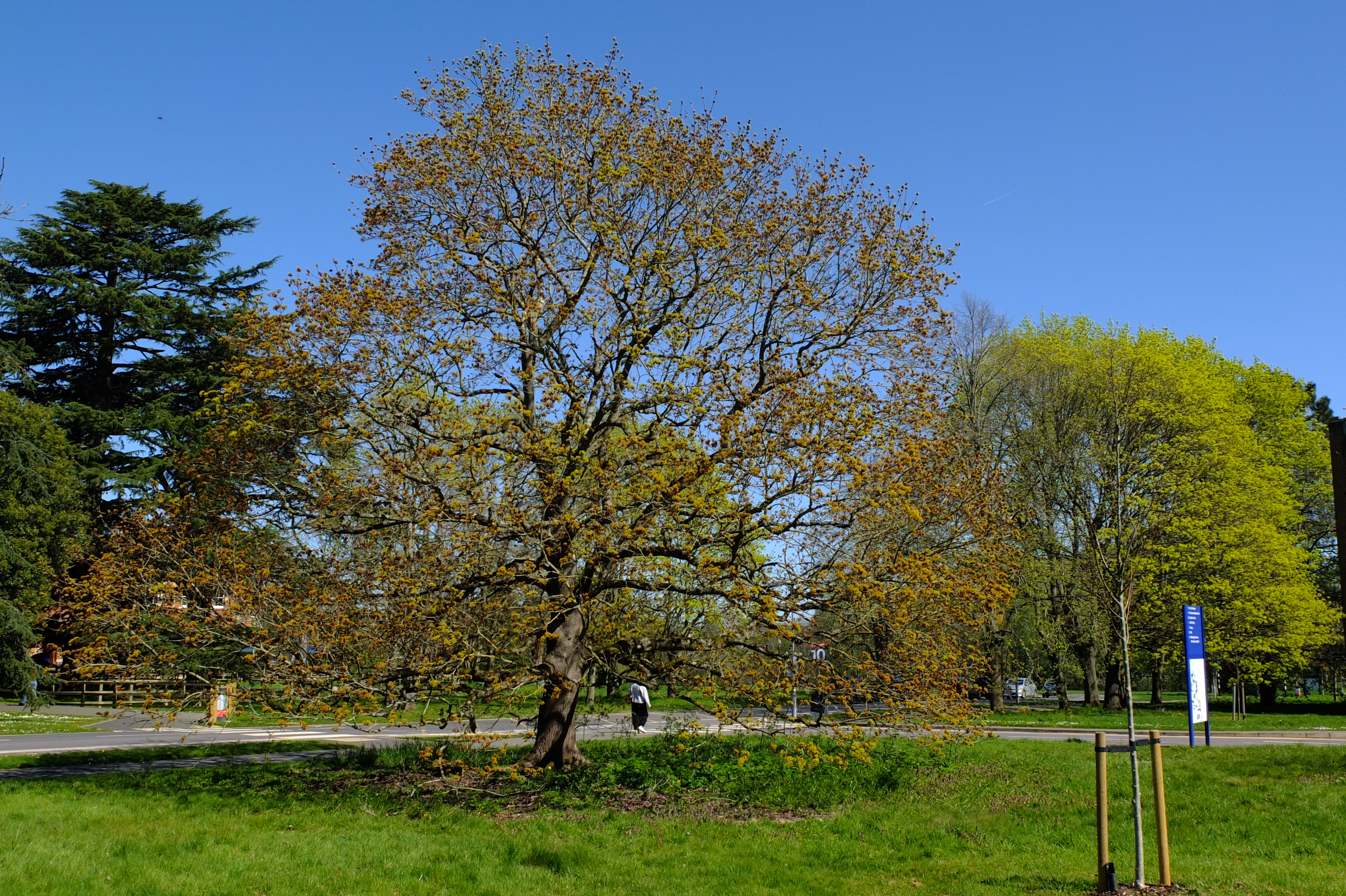 full-size image