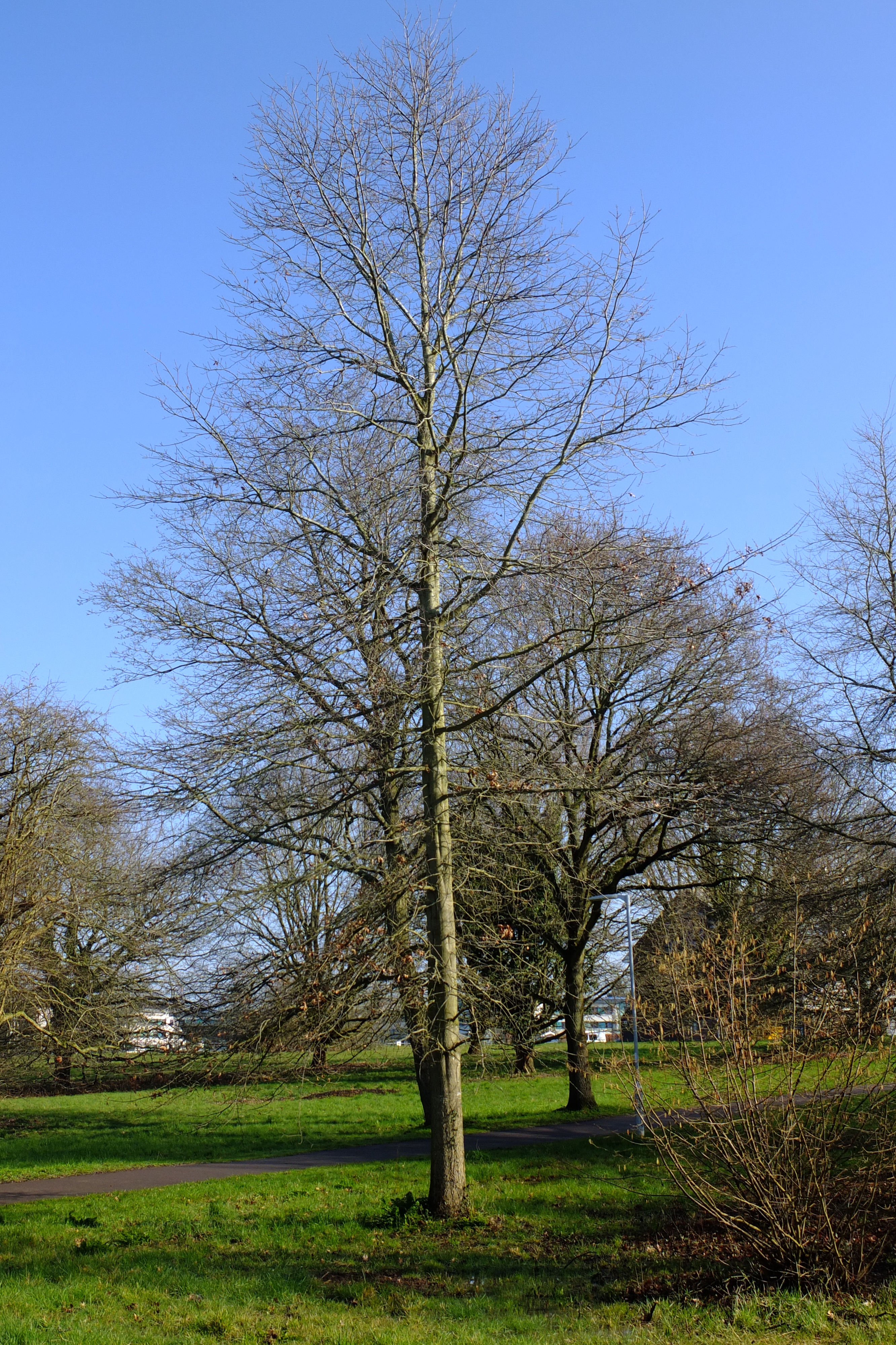 full-size image