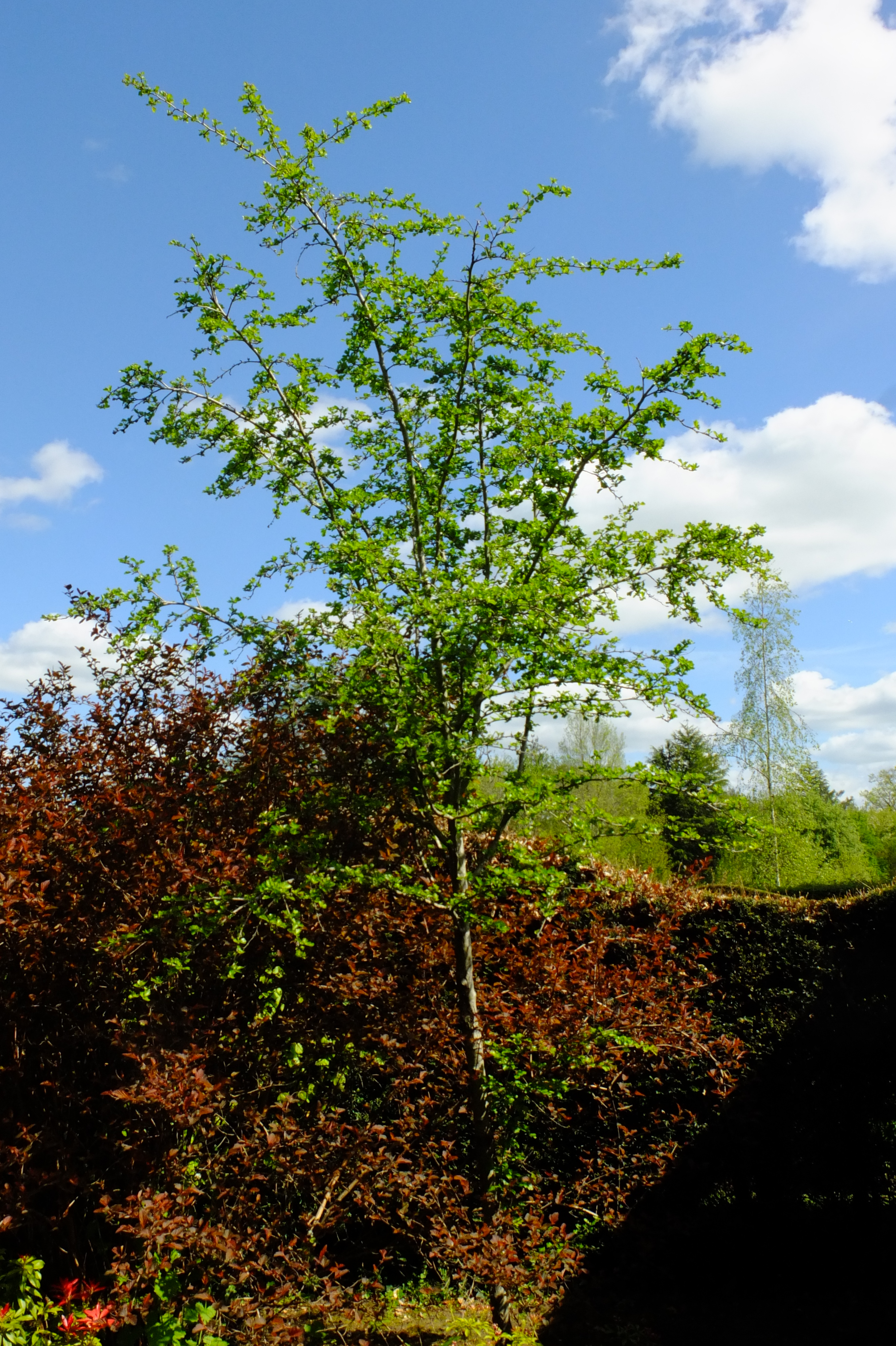 full-size image