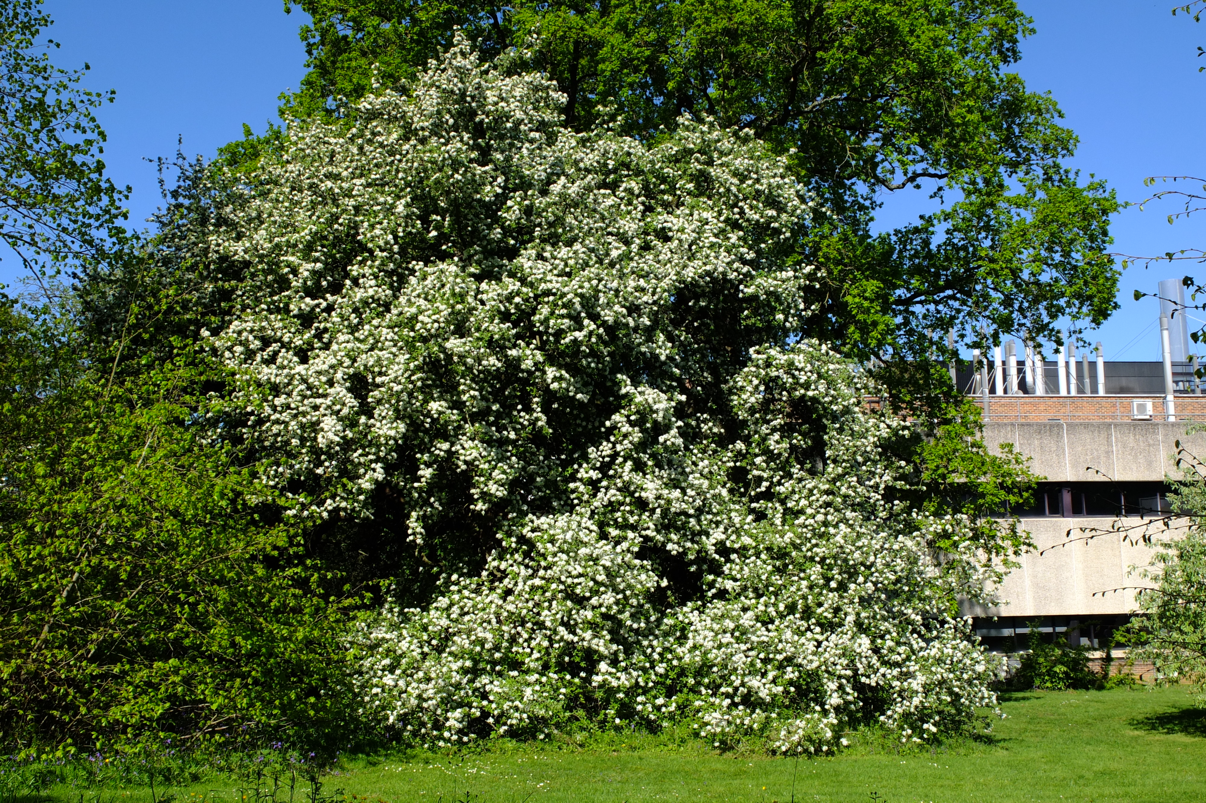 full-size image