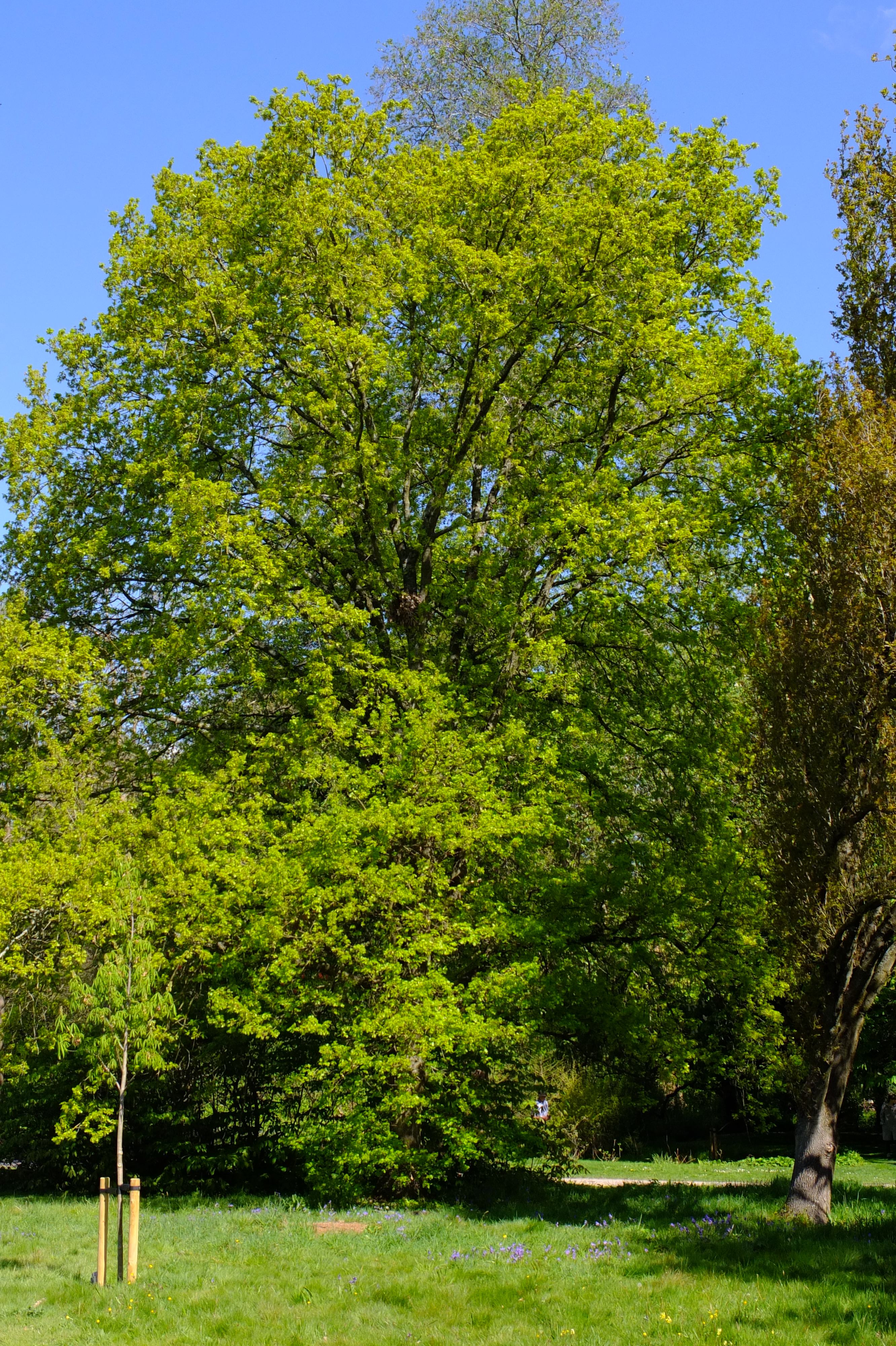 full-size image