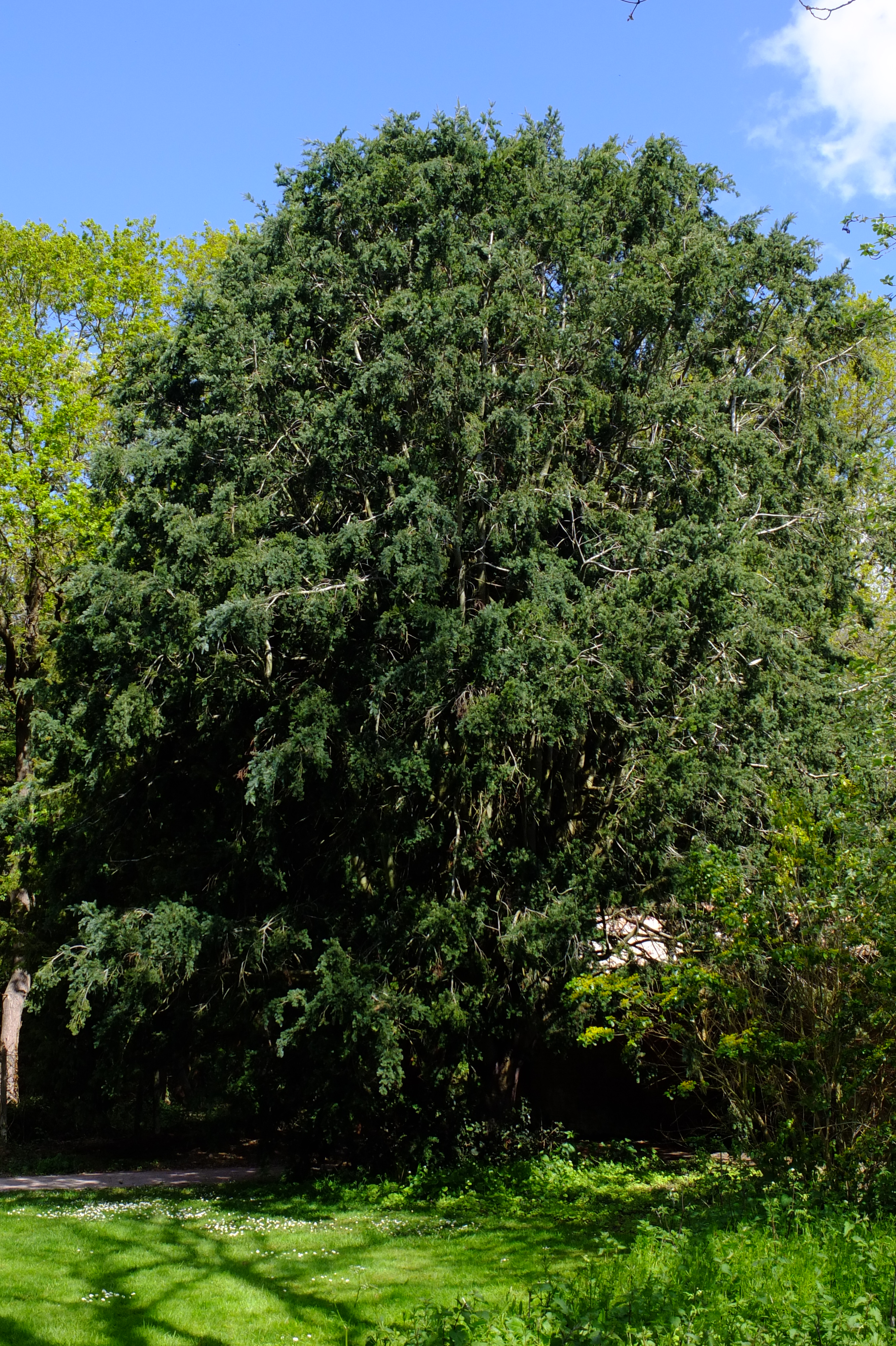 full-size image
