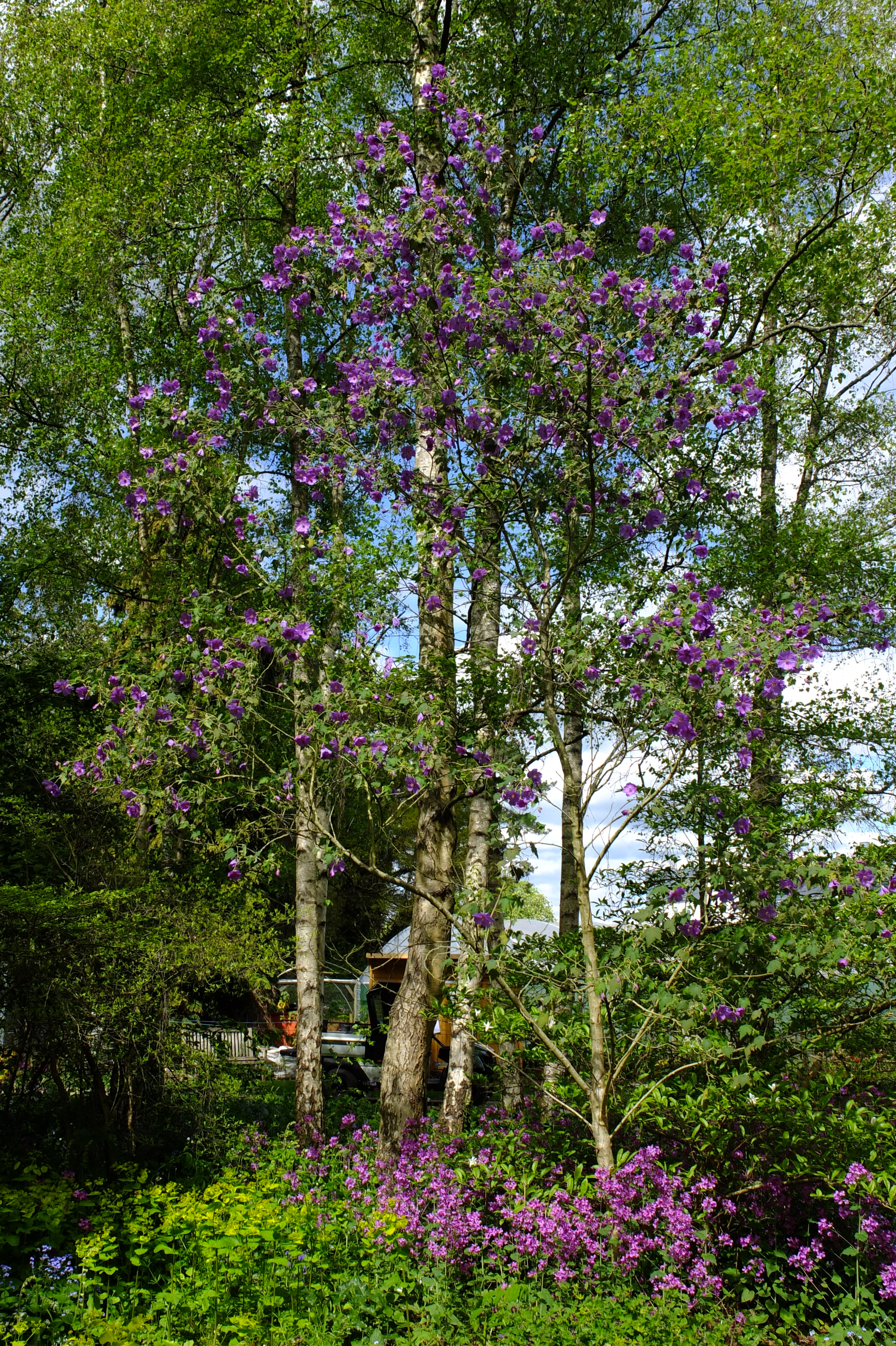 full-size image