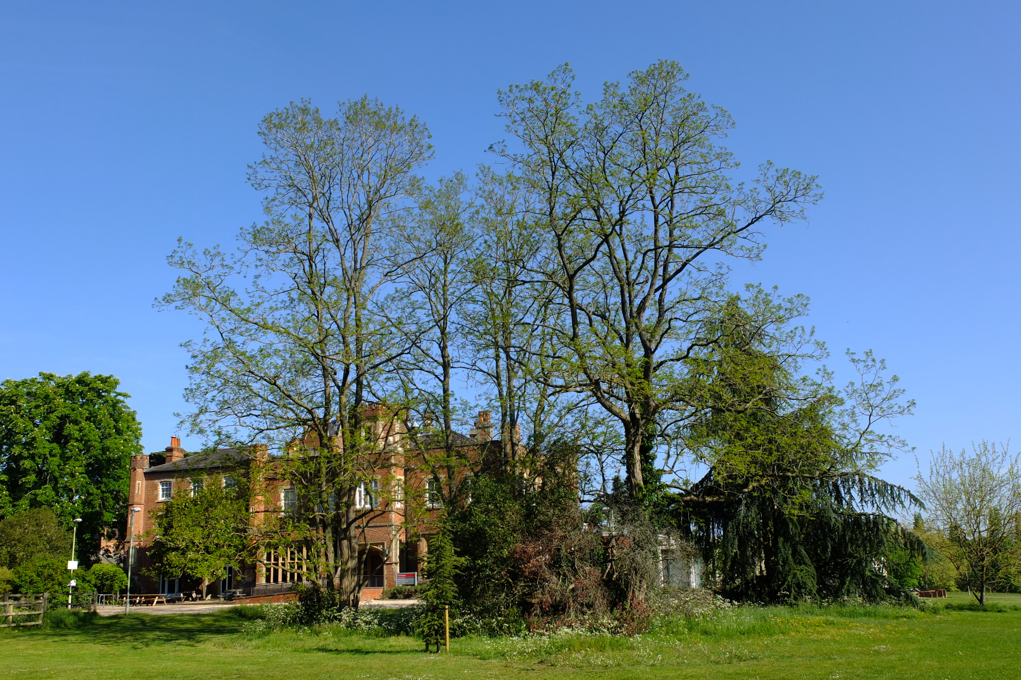 full-size image