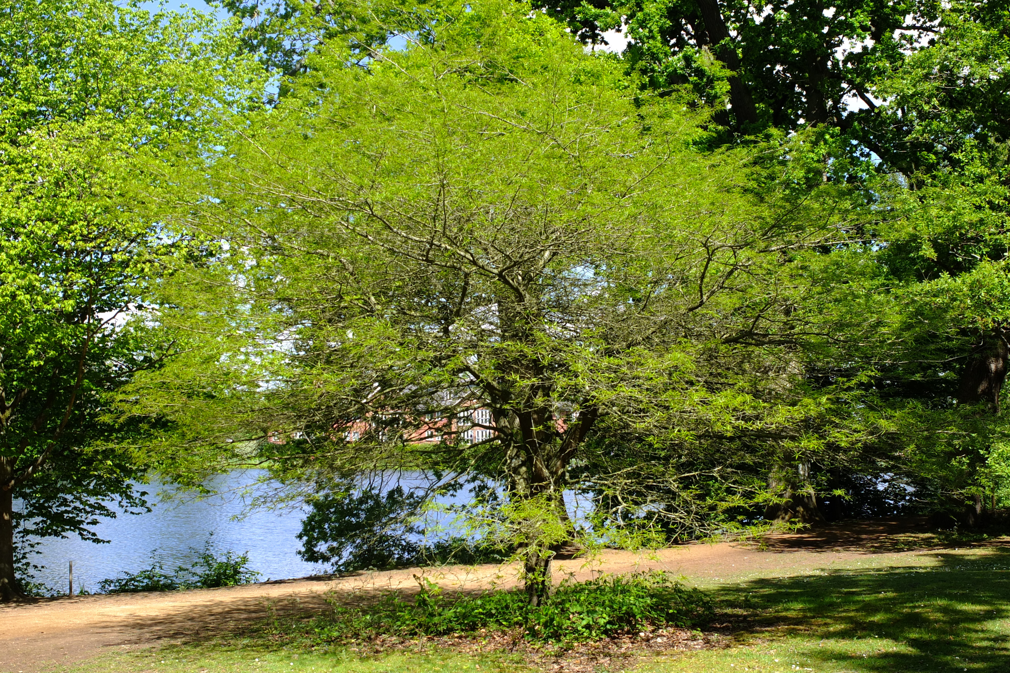 full-size image