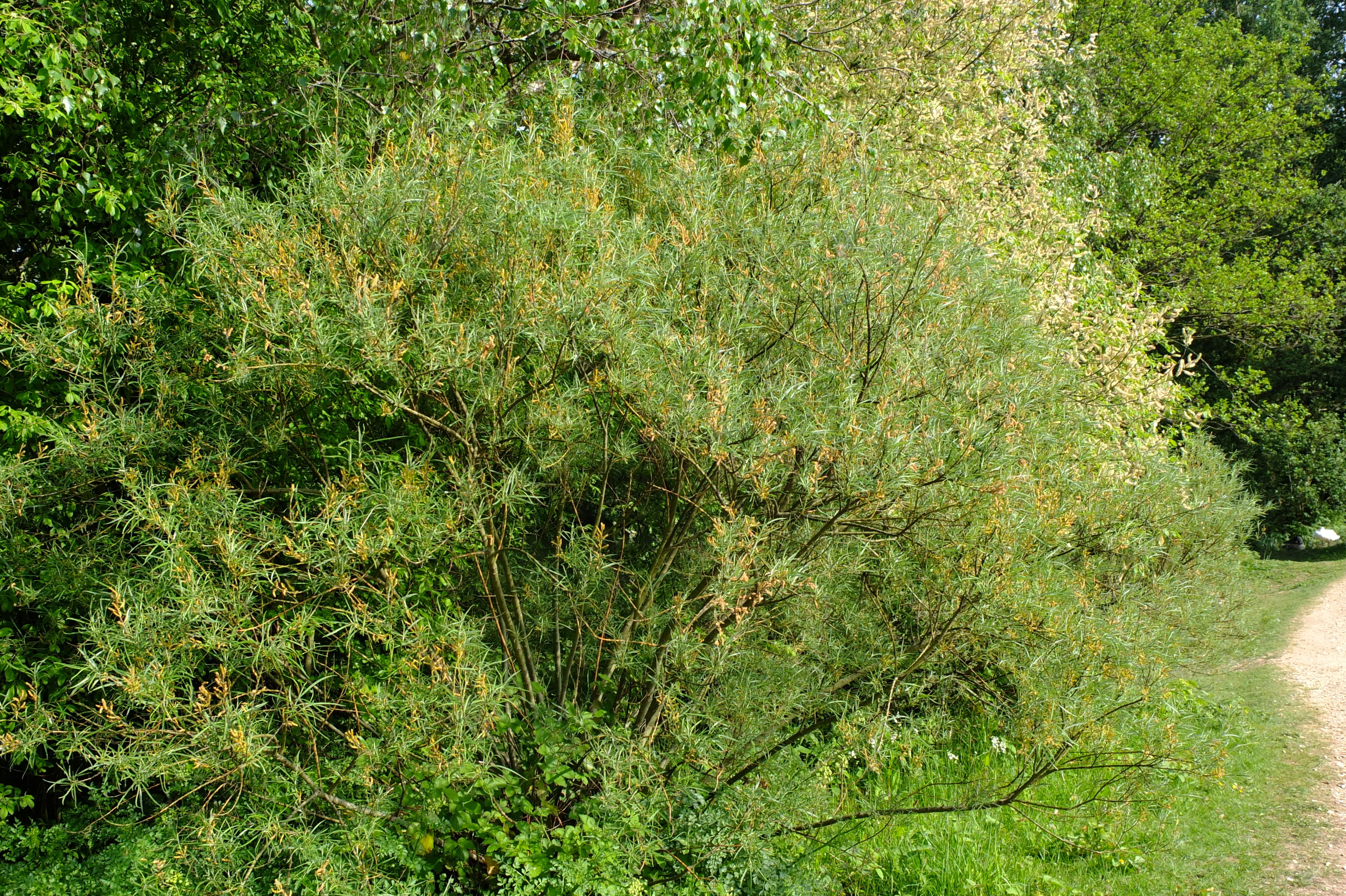 full-size image