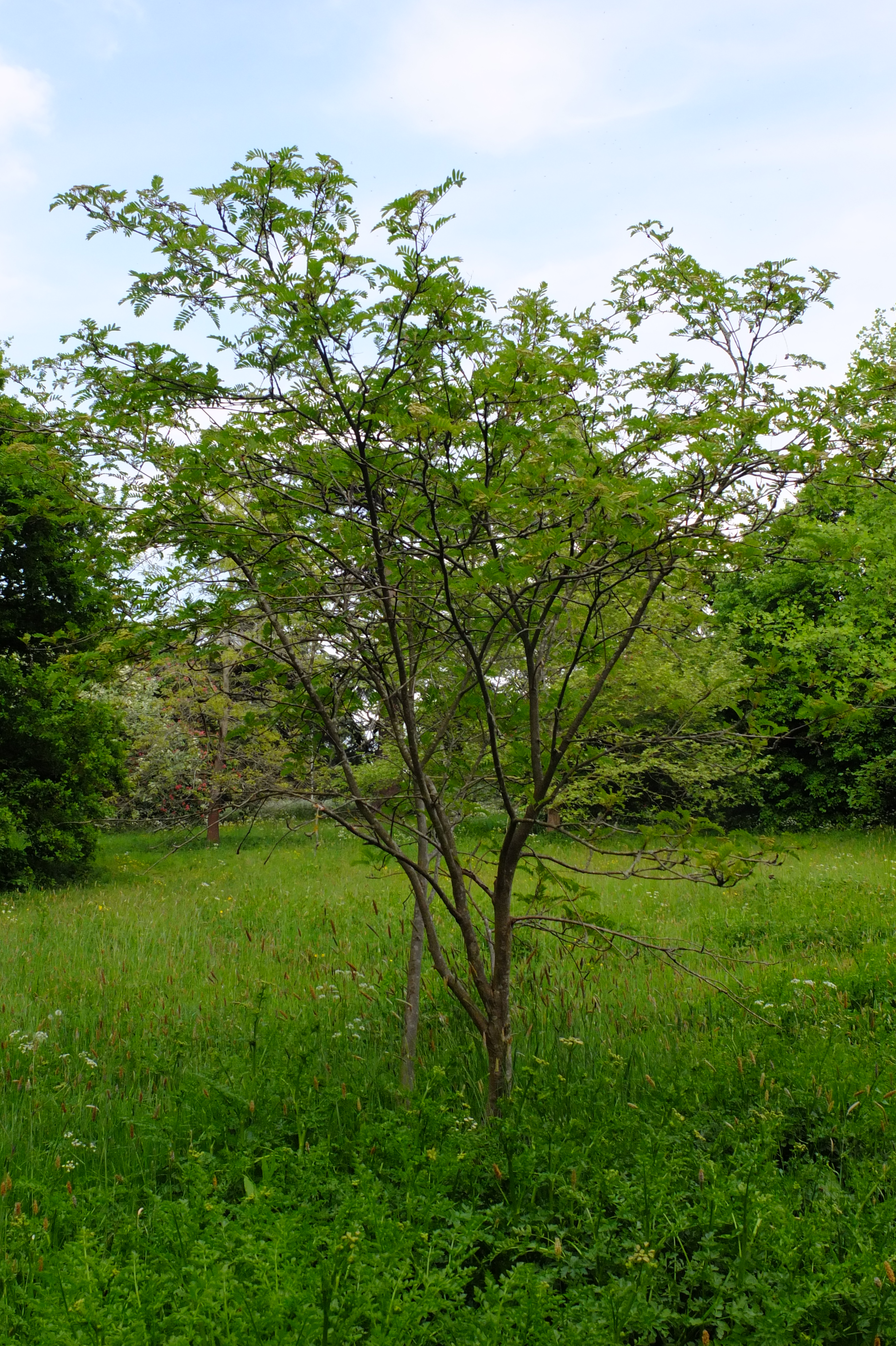 full-size image