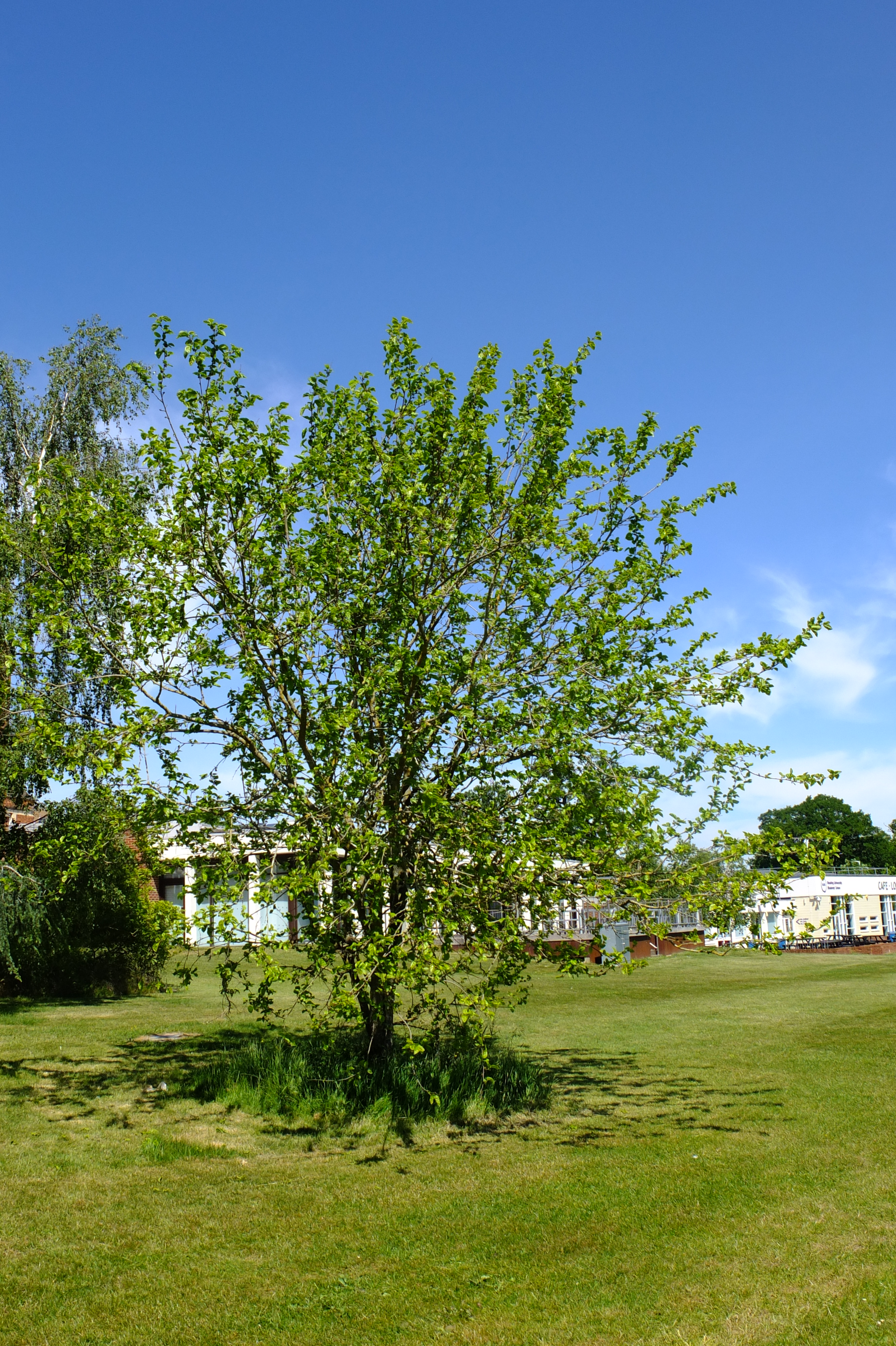 full-size image