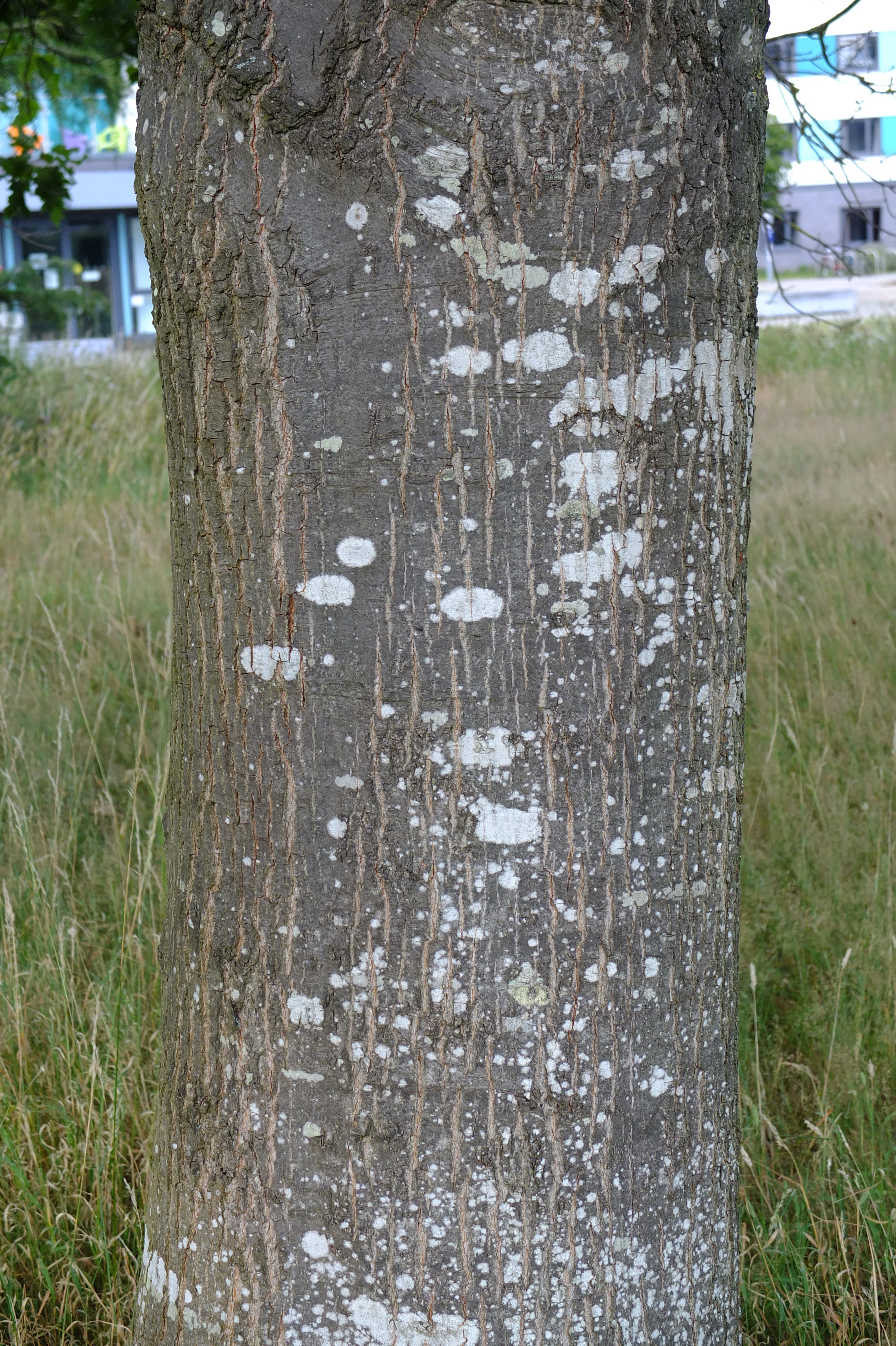 full-size image