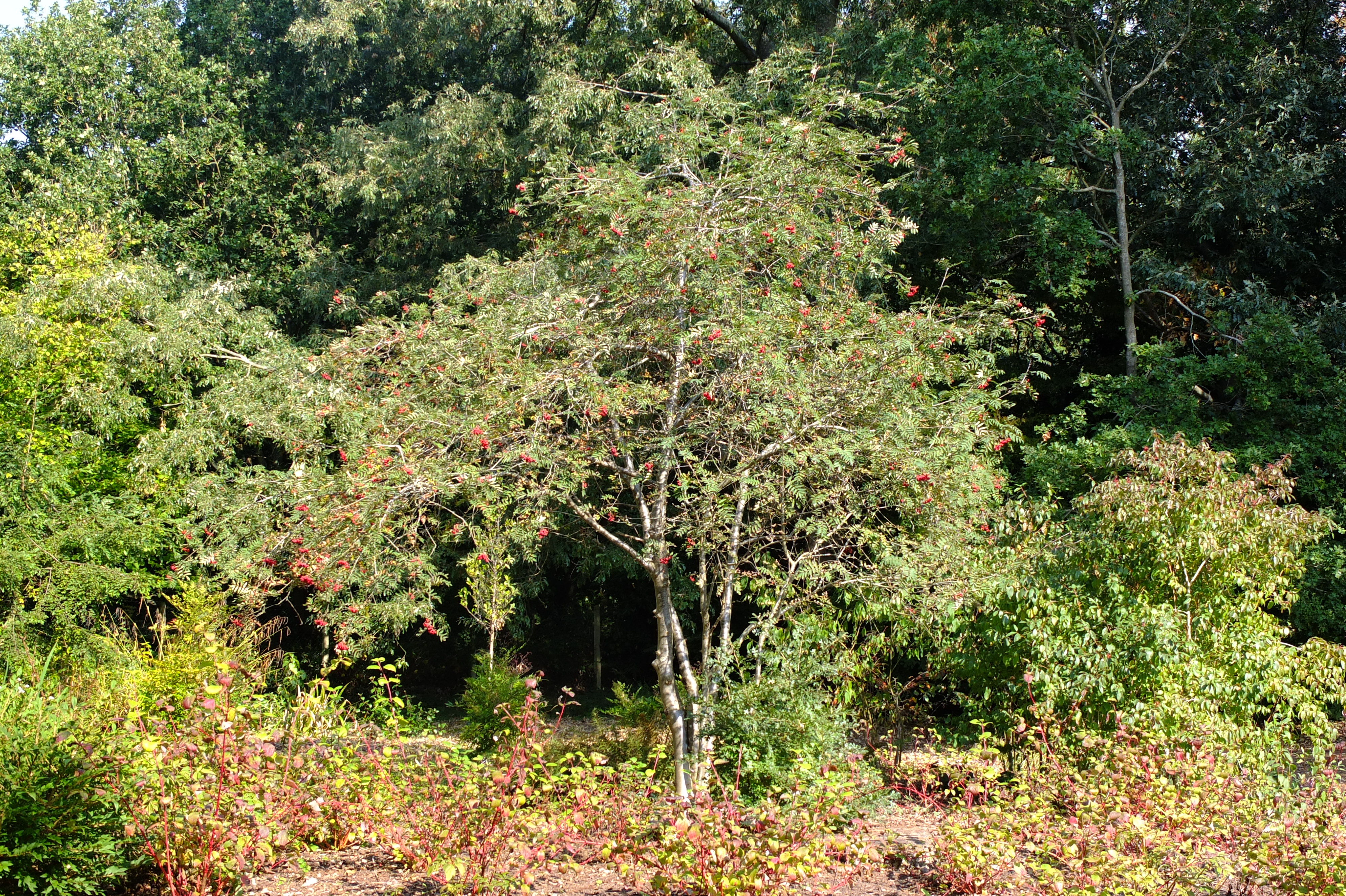 full-size image