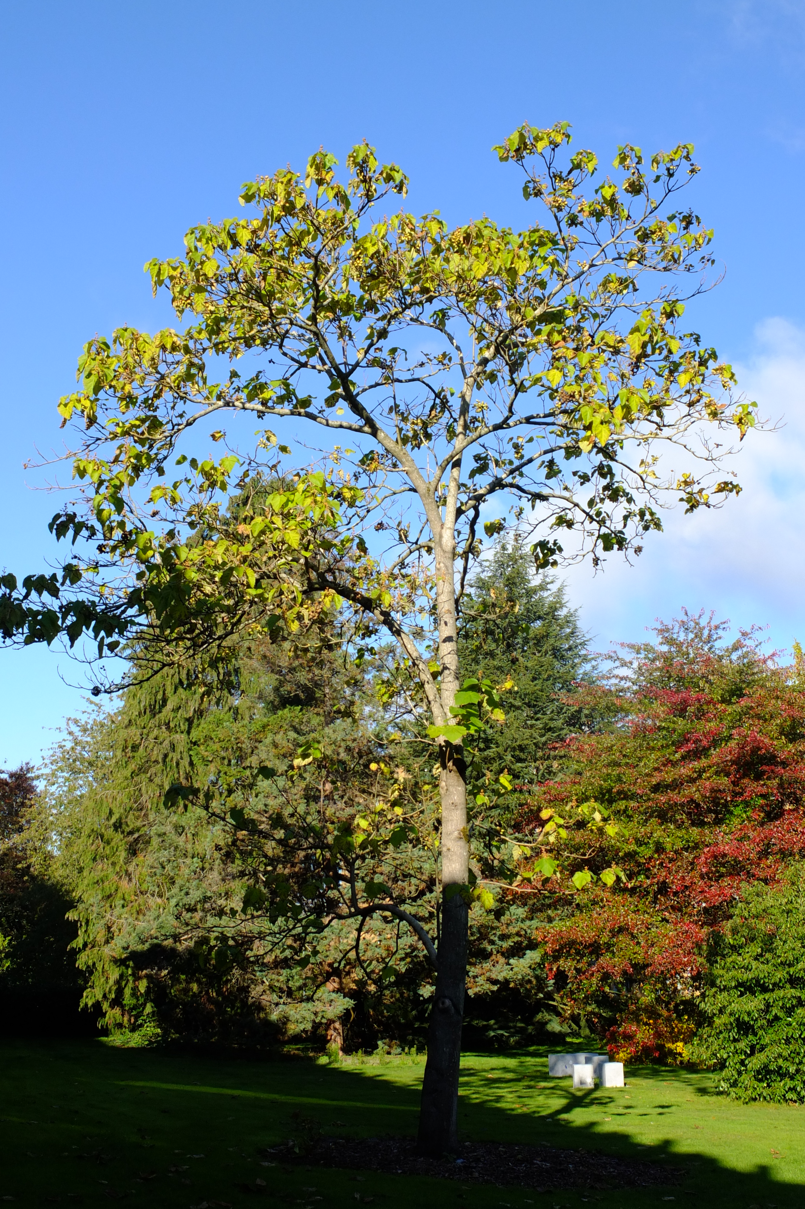 full-size image