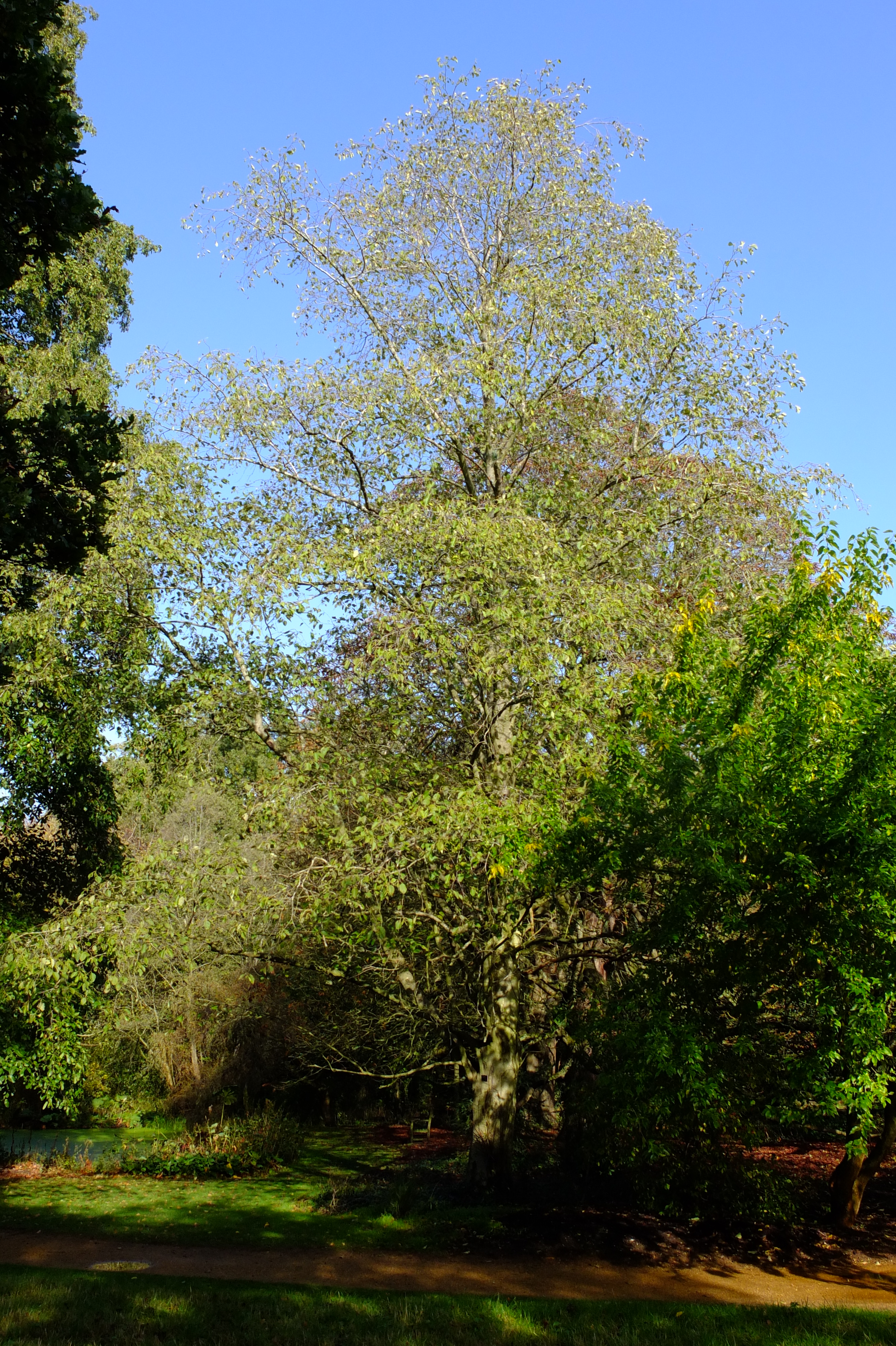 full-size image