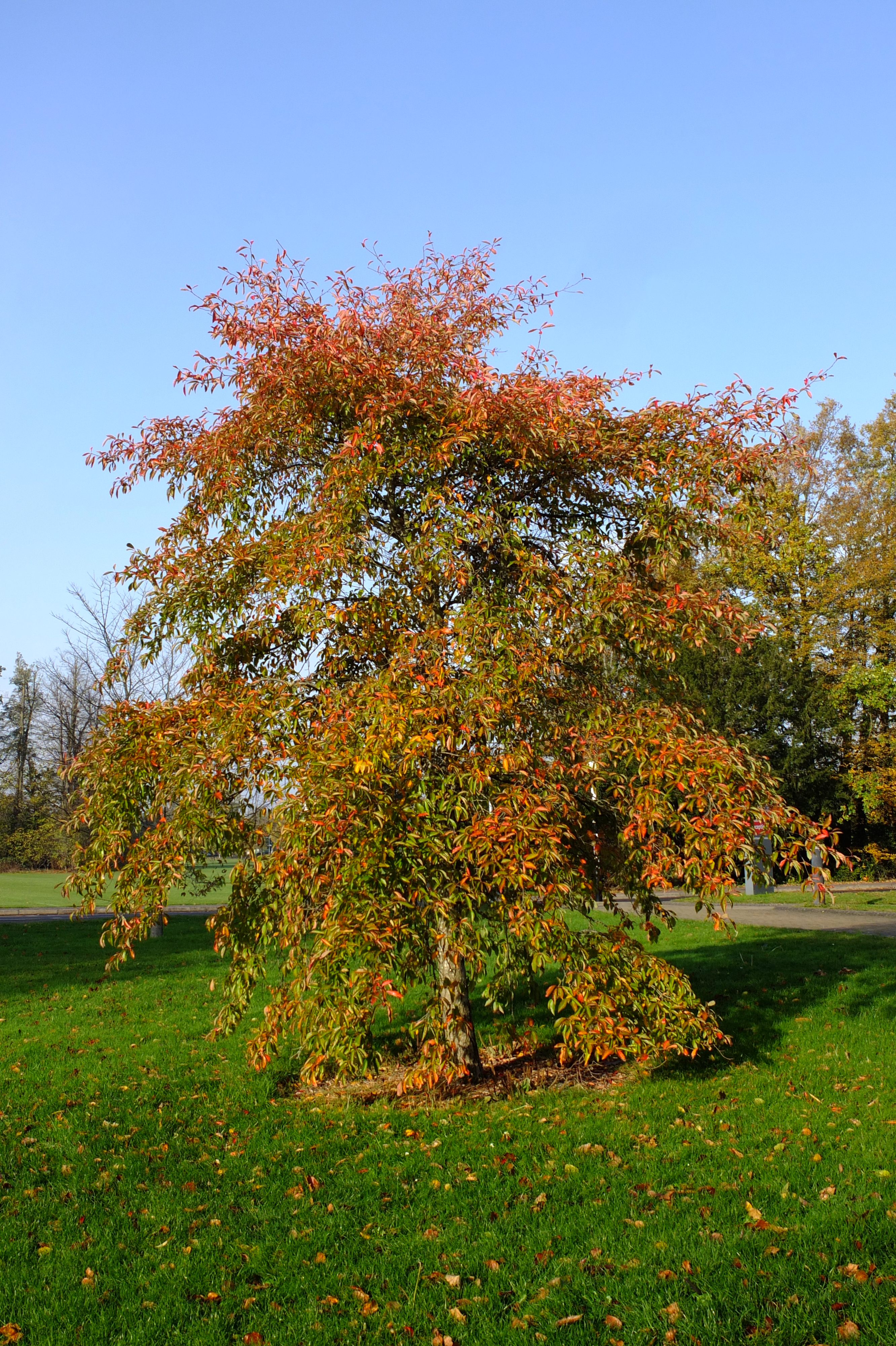 full-size image