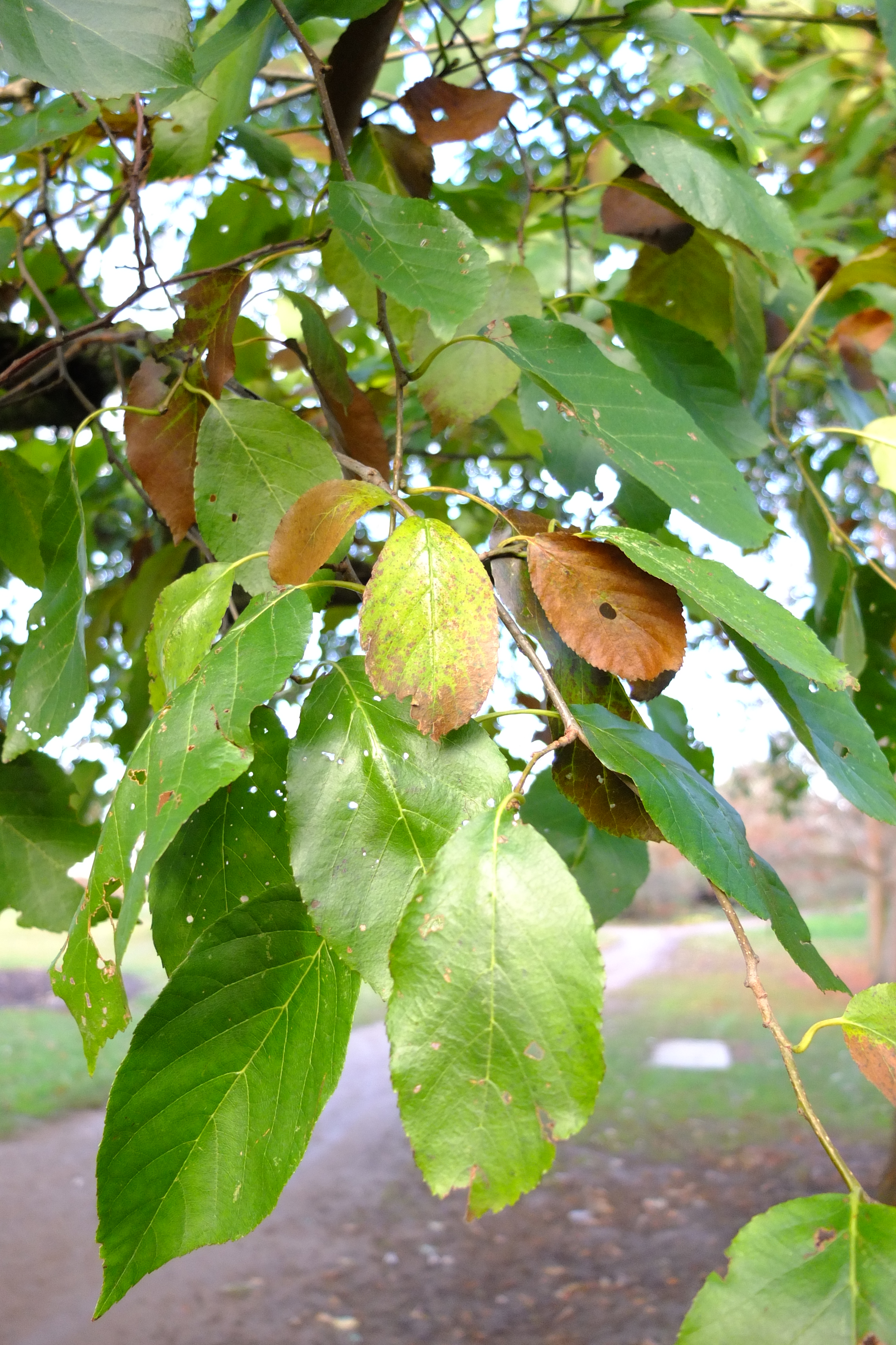 full-size image